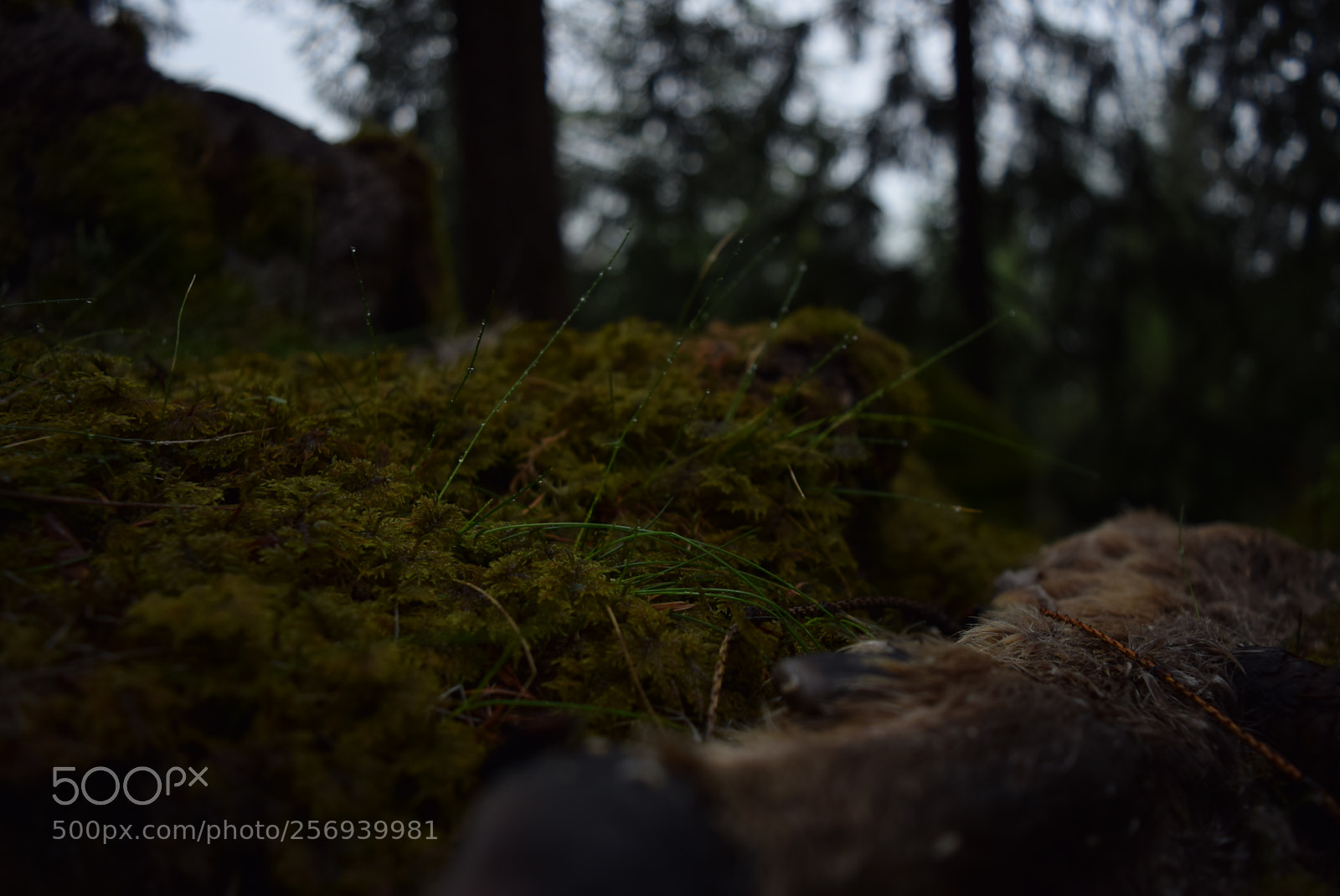 Nikon D3300 sample photo. Sleep photography