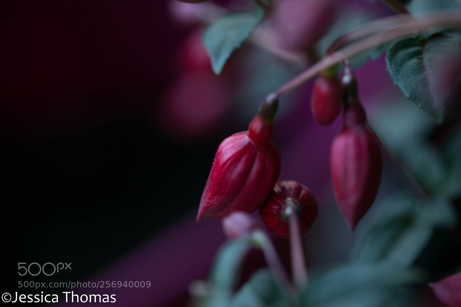 Canon EOS 6D sample photo. Untitled photography