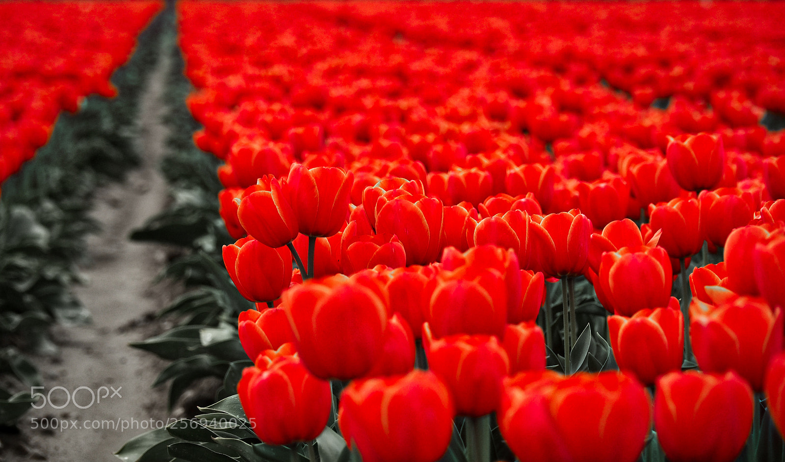 Olympus OM-D E-M5 II sample photo. Red!!! photography