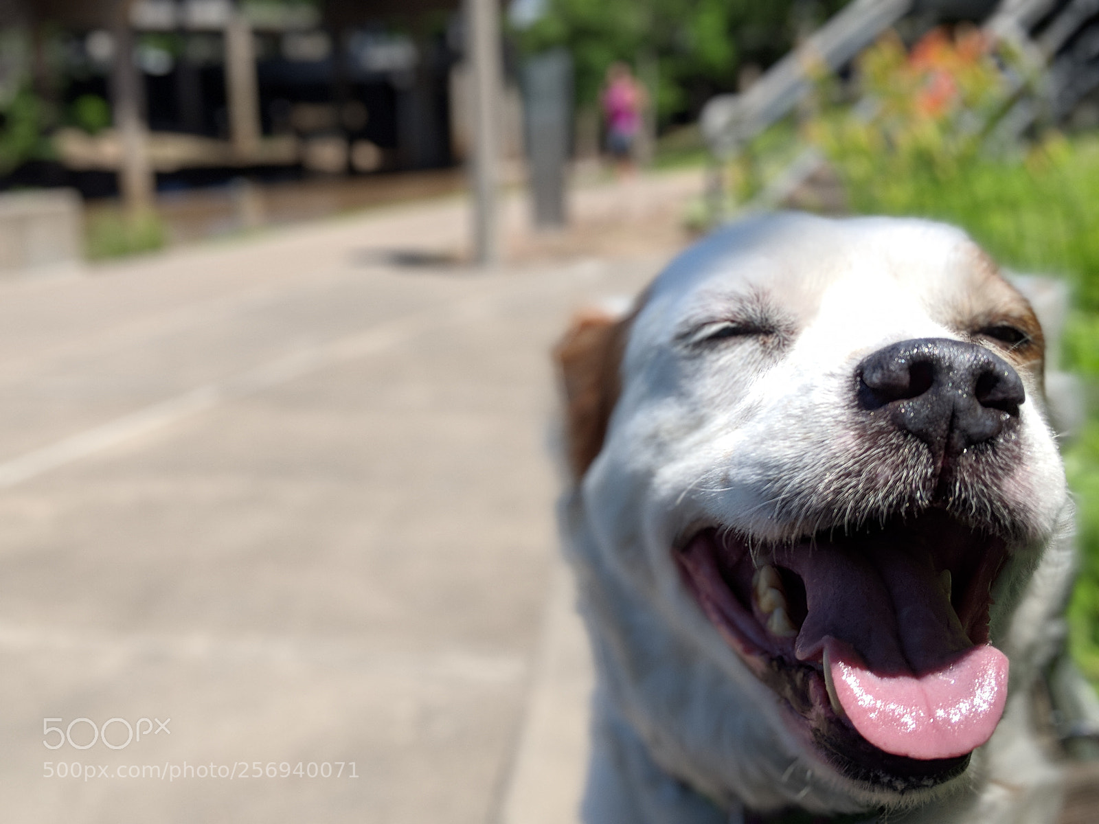 Google Pixel 2 XL sample photo. Happy dog in the photography