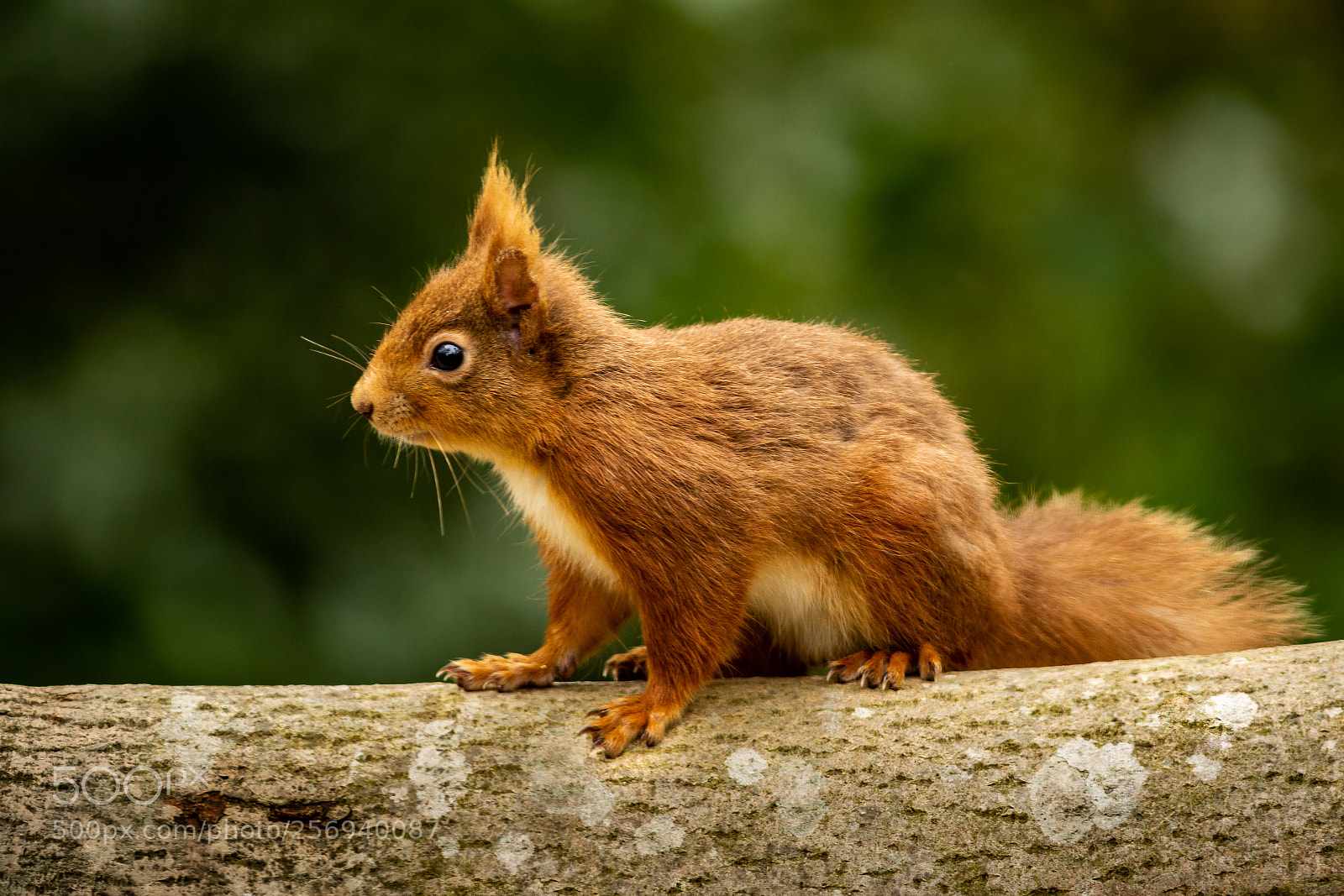 Canon EOS 7D Mark II sample photo. Red squirrel photography