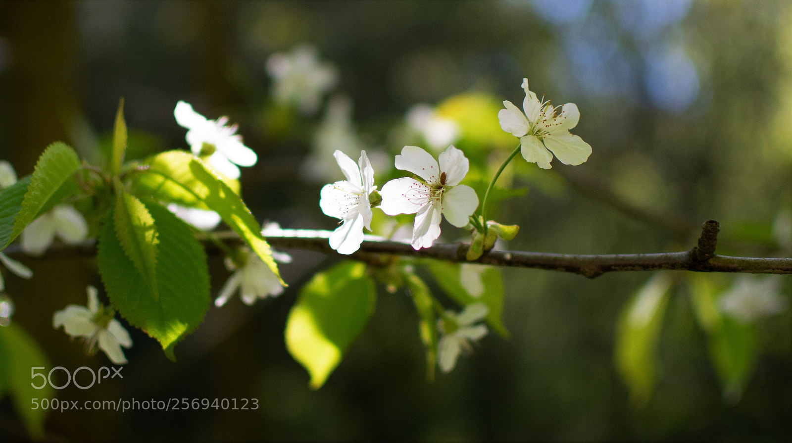 Nikon D3300 sample photo. Springtime... photography