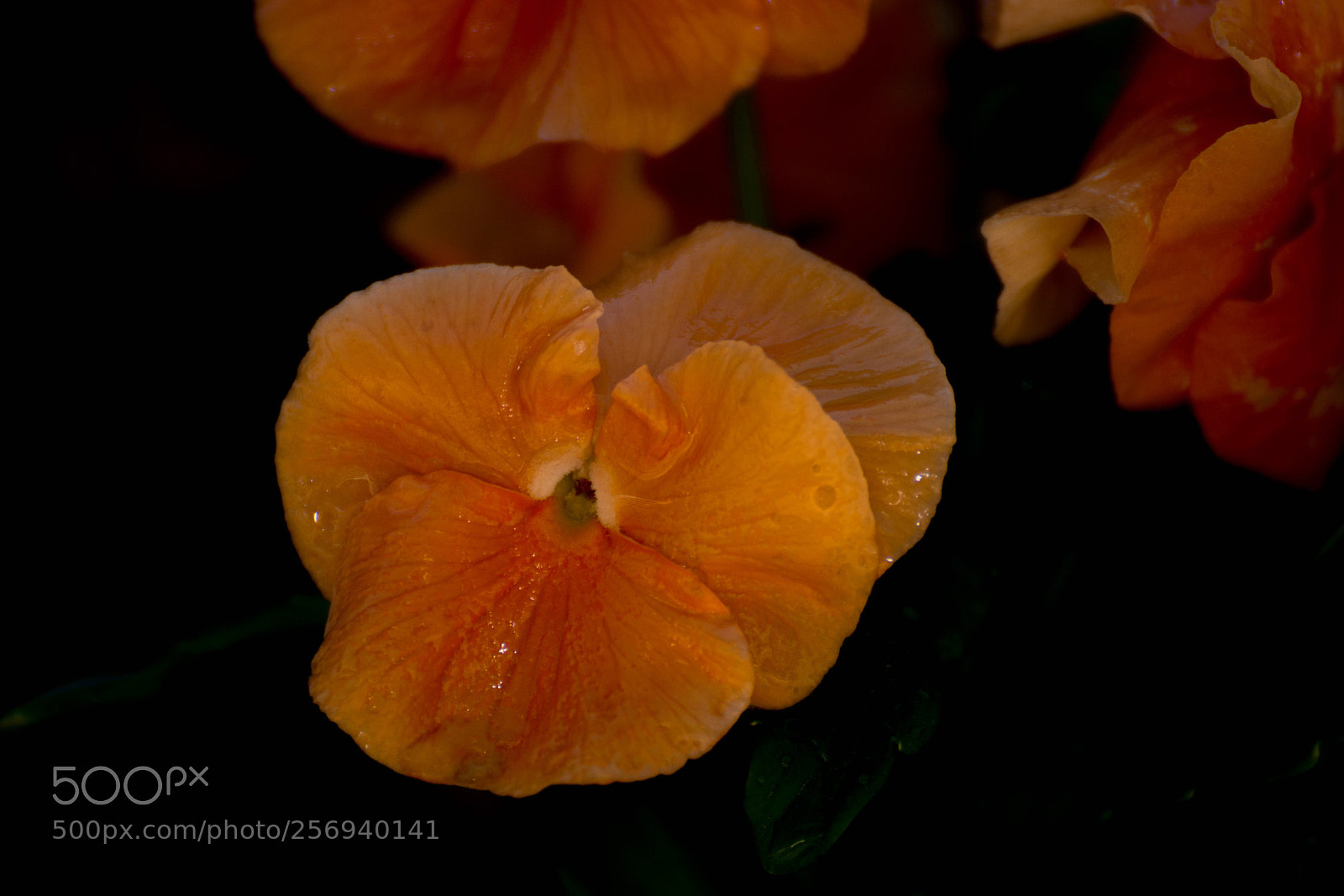 Nikon D7200 sample photo. Flower in black photography