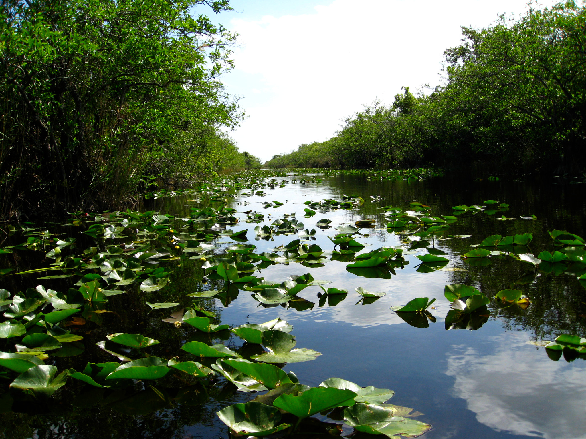 Canon POWERSHOT SD850 IS sample photo. Everglades national park photography