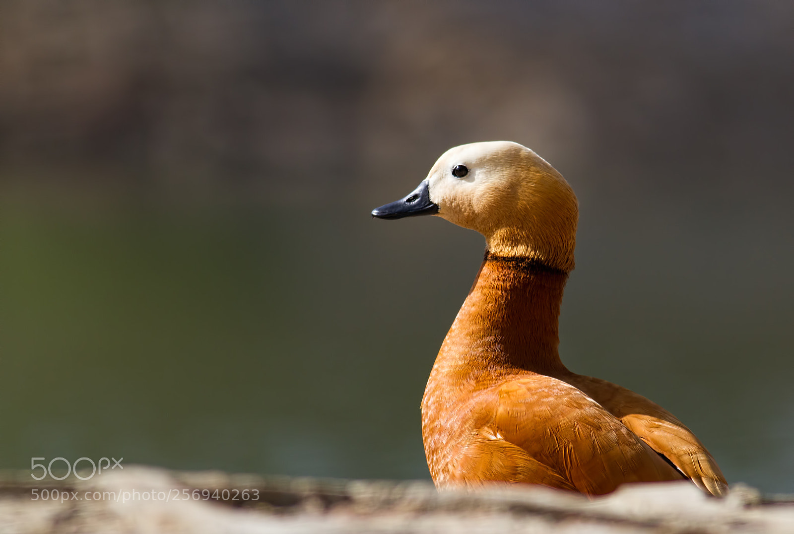 Canon EOS 7D sample photo. Watching... photography