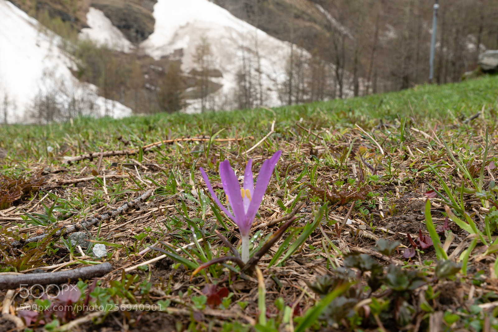 Nikon D750 sample photo. First flower of springs photography