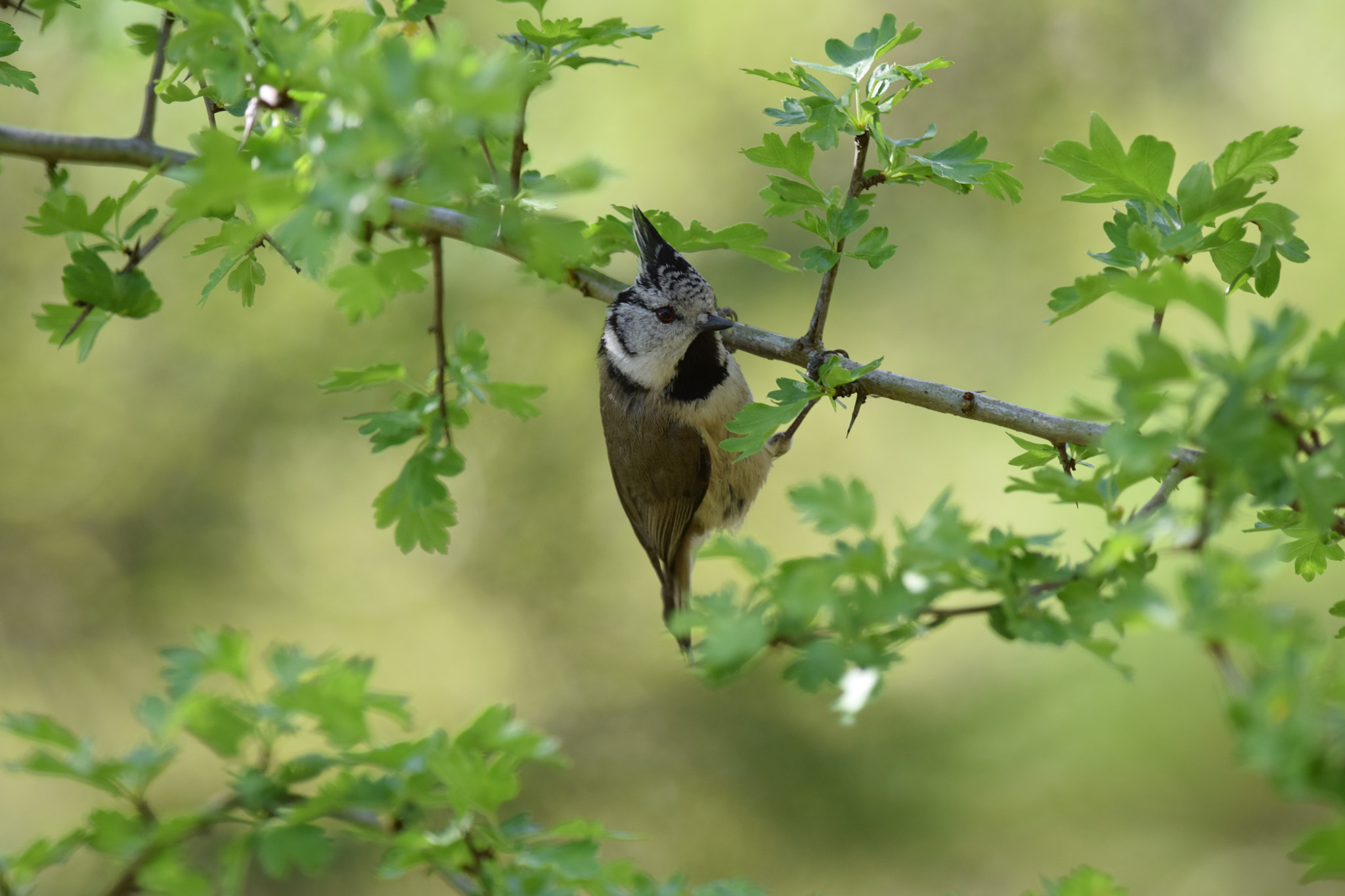 Nikon AF-S Nikkor 300mm F4D ED-IF sample photo. European crested. (lophophanes cristatus) photography