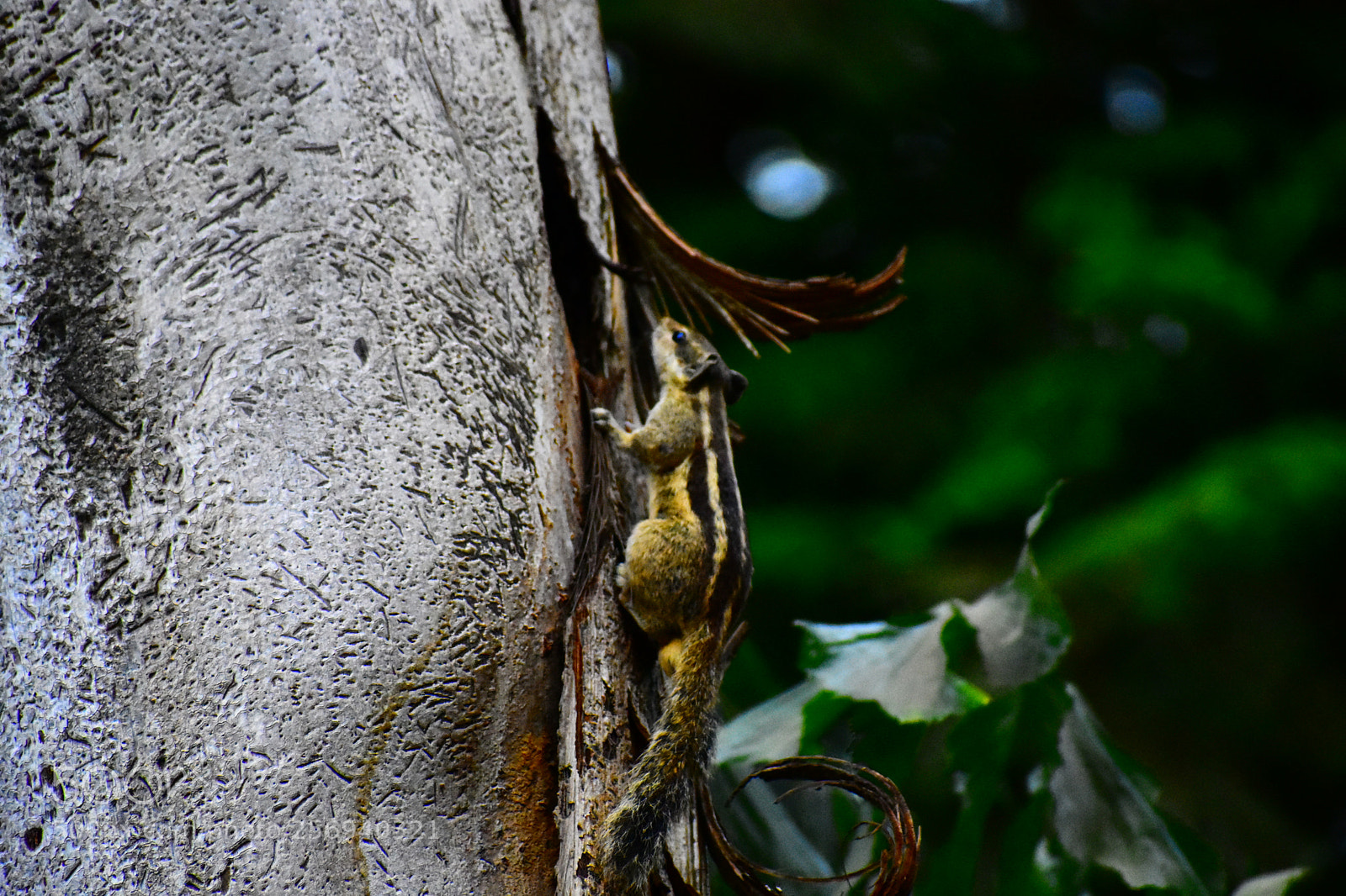 Nikon D3400 sample photo. #squirrel photography