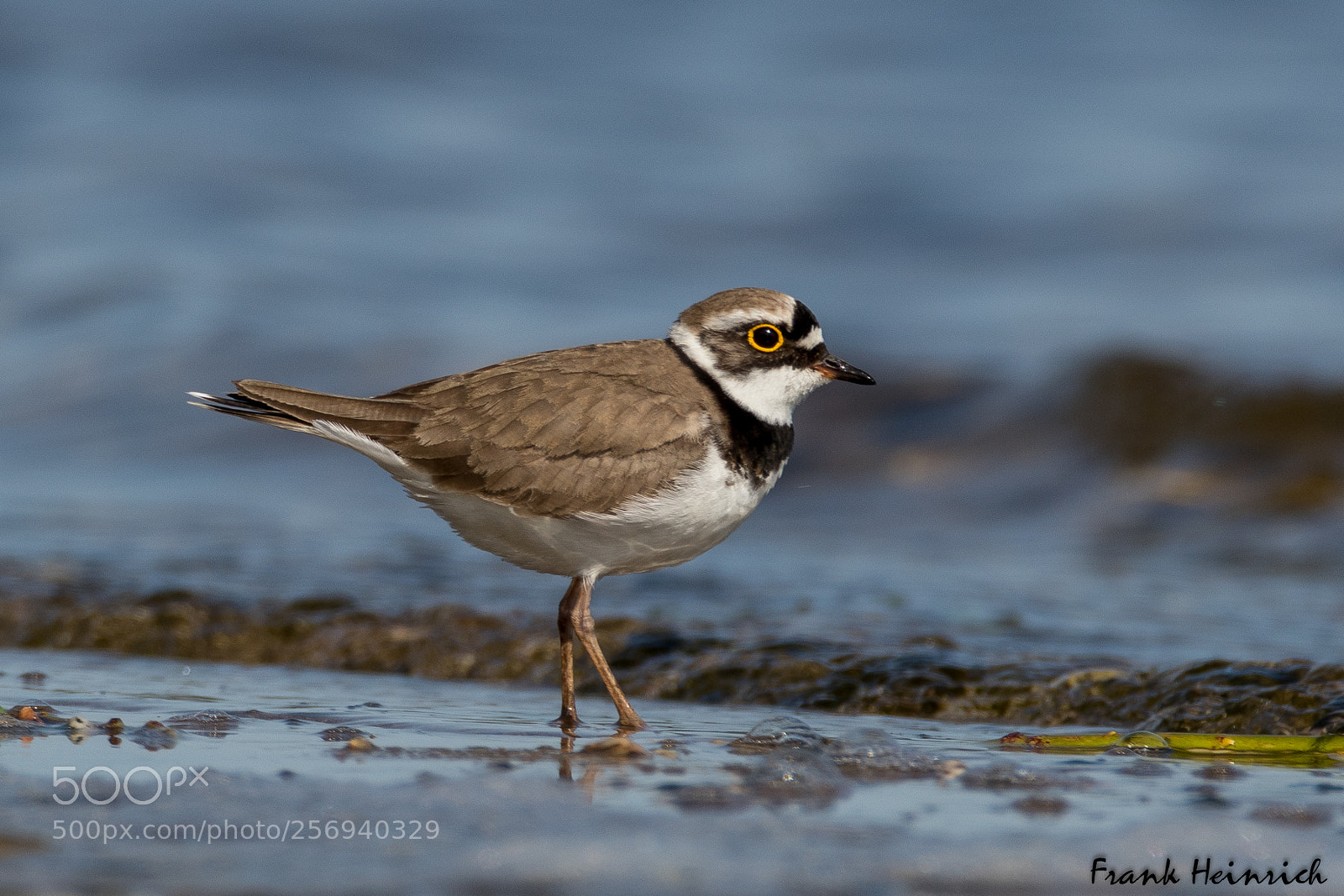 Canon EOS 80D sample photo. Charadrius dubius little ringed photography