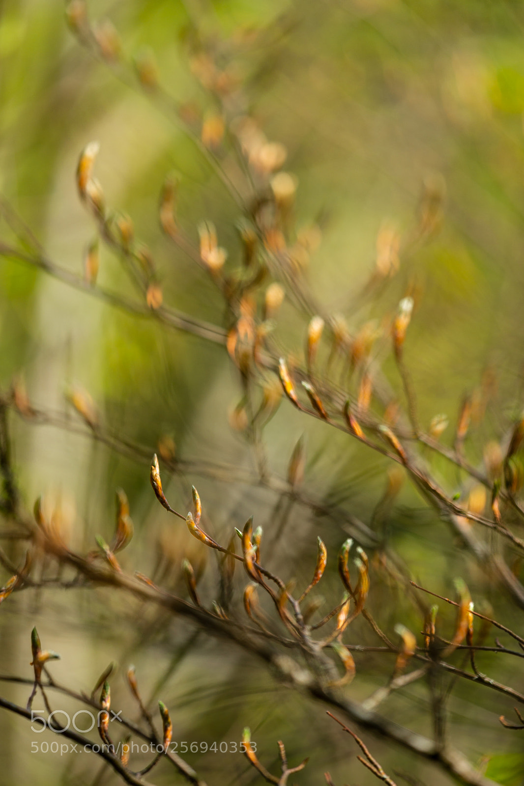 Sony SLT-A99V sample photo. Spring photography