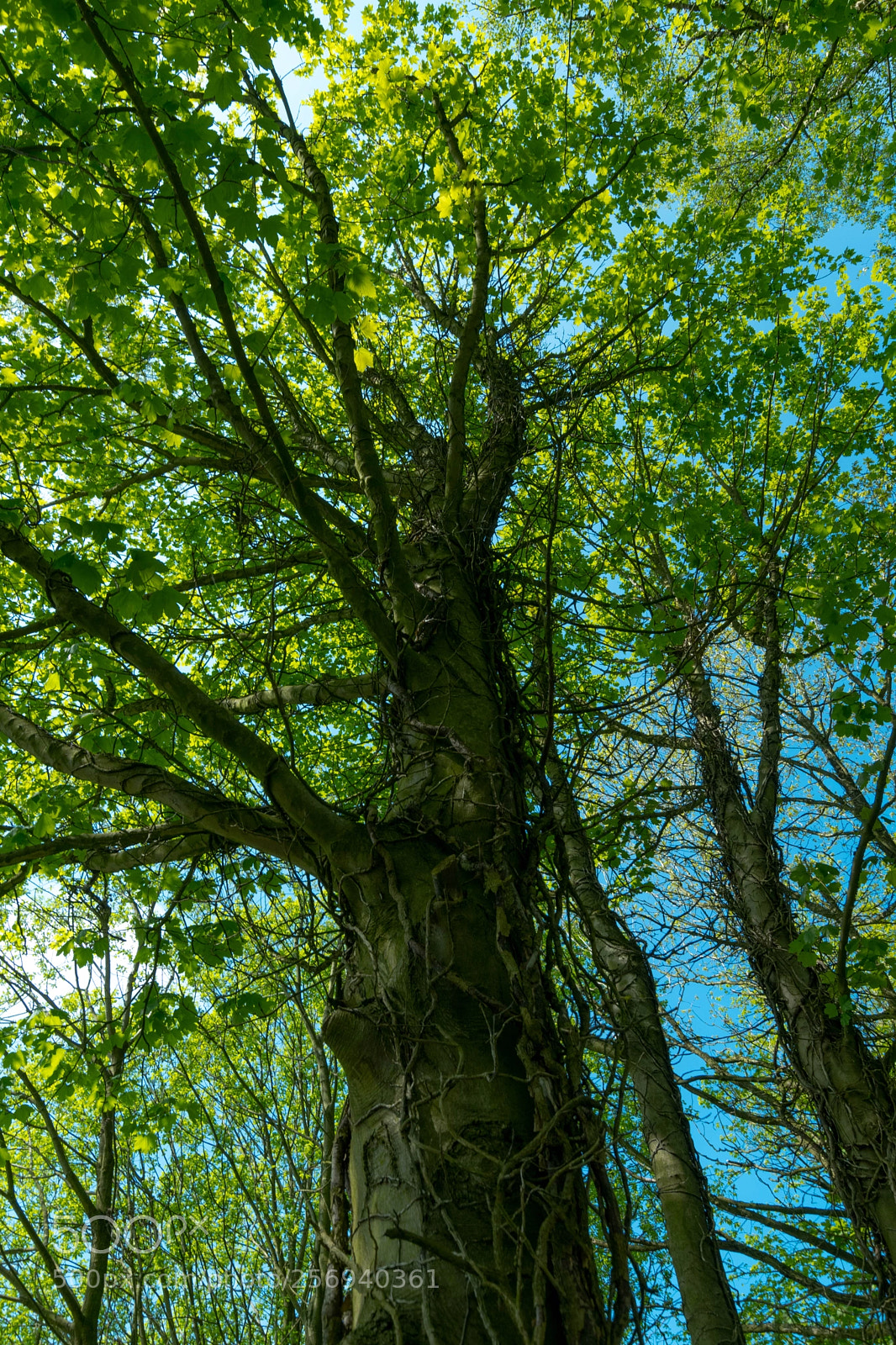 Nikon D3300 sample photo. The tree photography