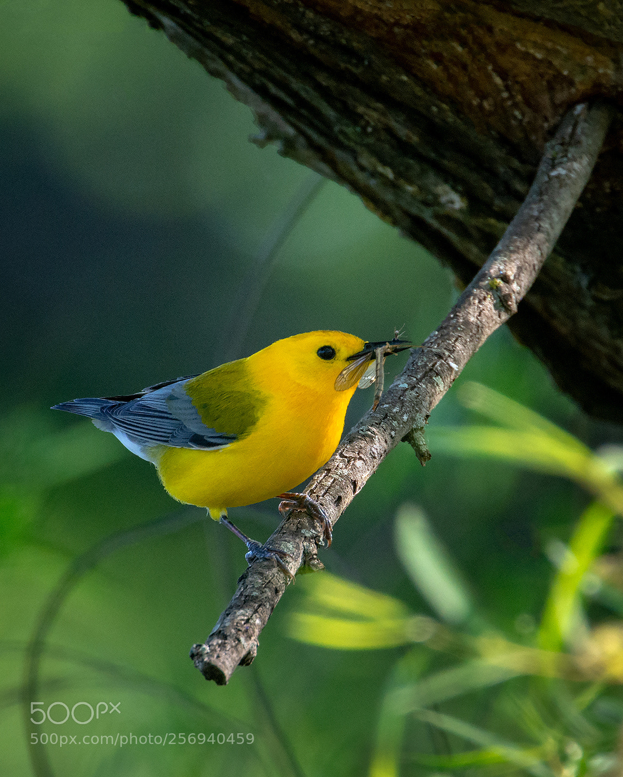 Nikon D7100 sample photo. Prothonotary warbler photography