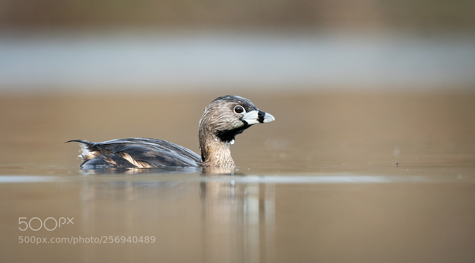 Sony a6300 sample photo. Pied-billed grebe photography