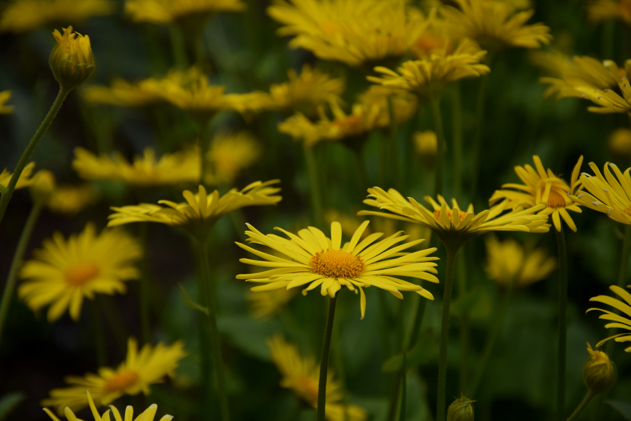 Nikon D3300 sample photo. Yellow photography