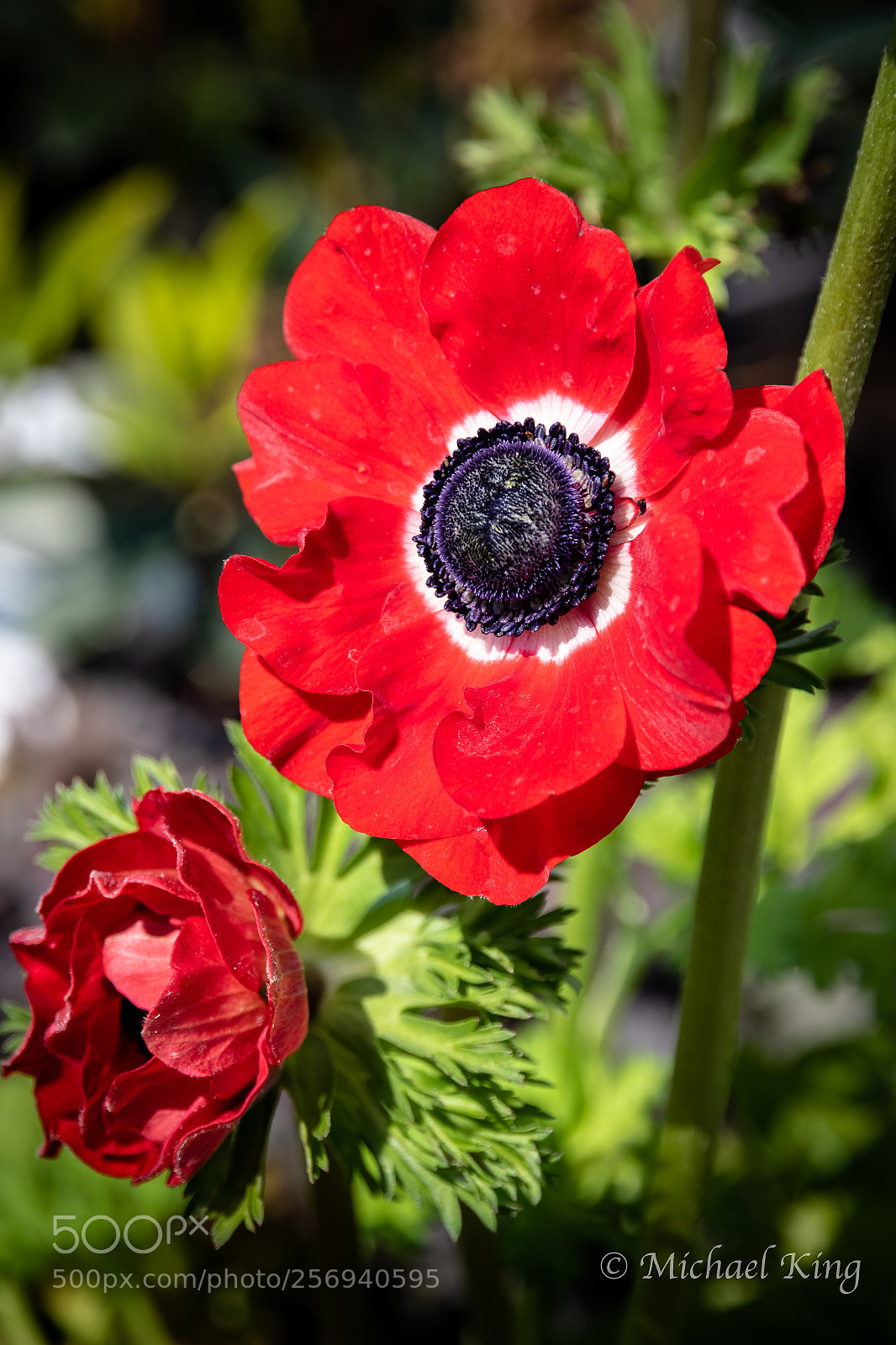 Canon EOS 7D Mark II sample photo. Red anemone. photography