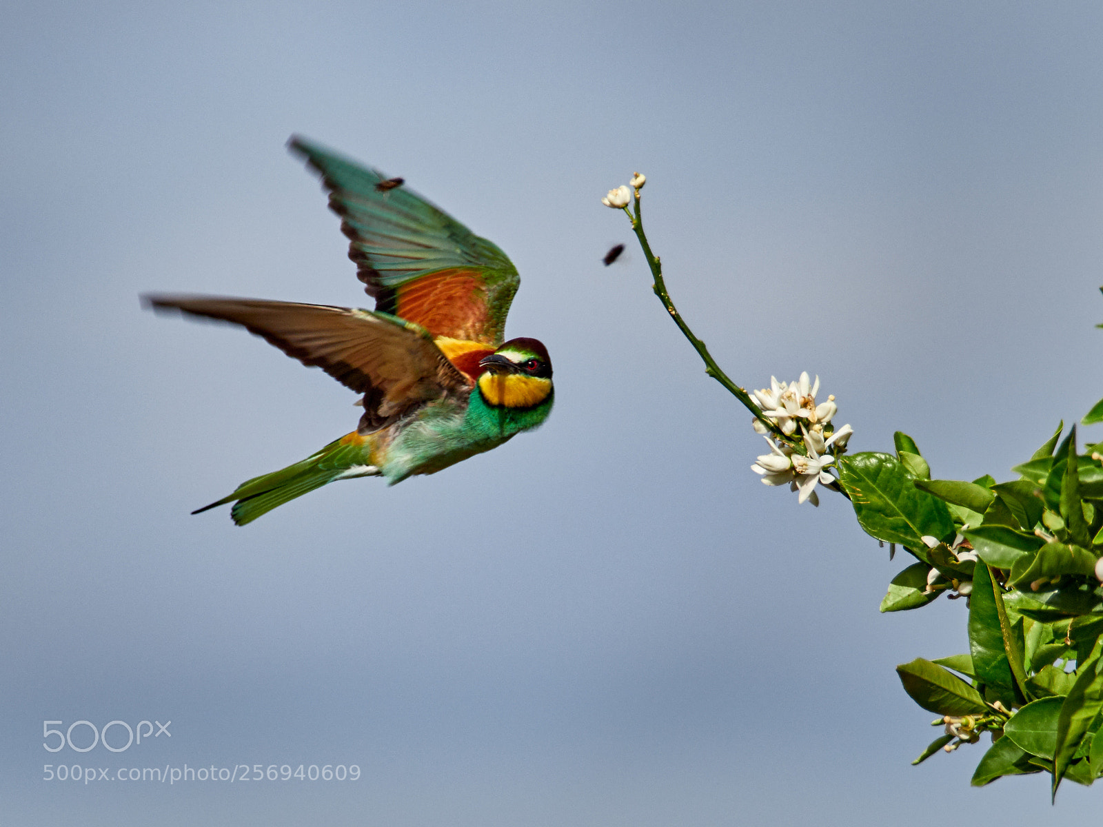 Olympus OM-D E-M1 Mark II sample photo. Merops apiaster photography