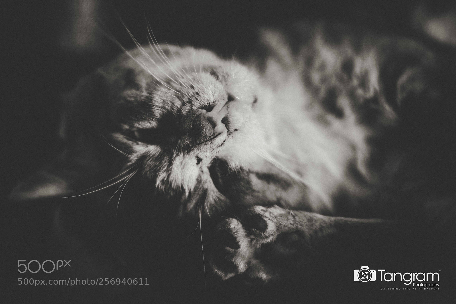Nikon D7200 sample photo. Flaffy the sleepy cat photography