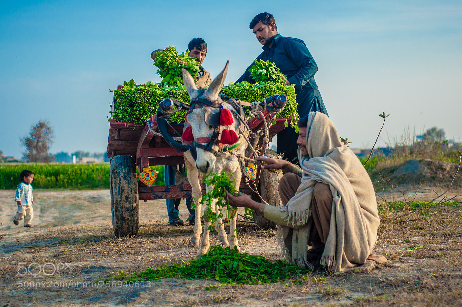 Nikon D90 sample photo. Vegetable seller photography