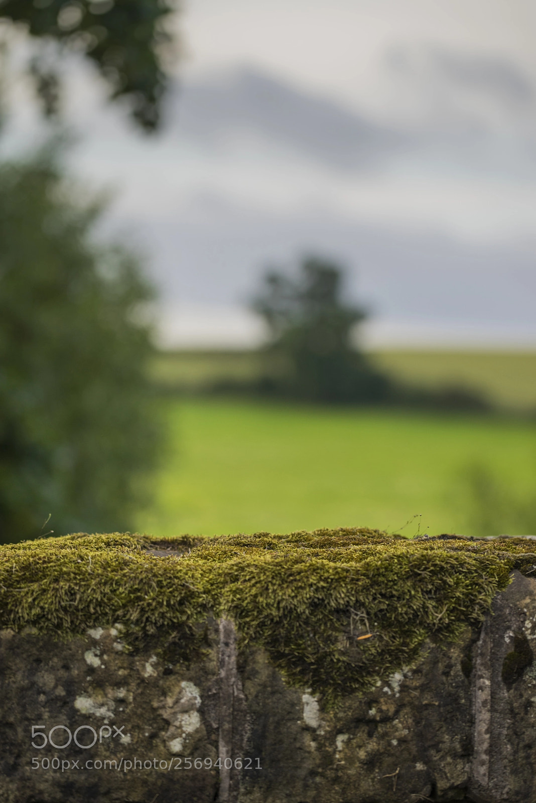 Sony a7R sample photo. Can't have your pudding photography