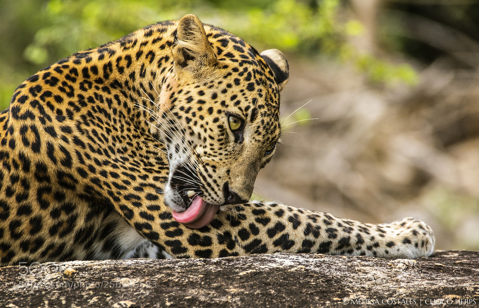 Canon EOS 7D Mark II sample photo. Sri lankan leopard photography