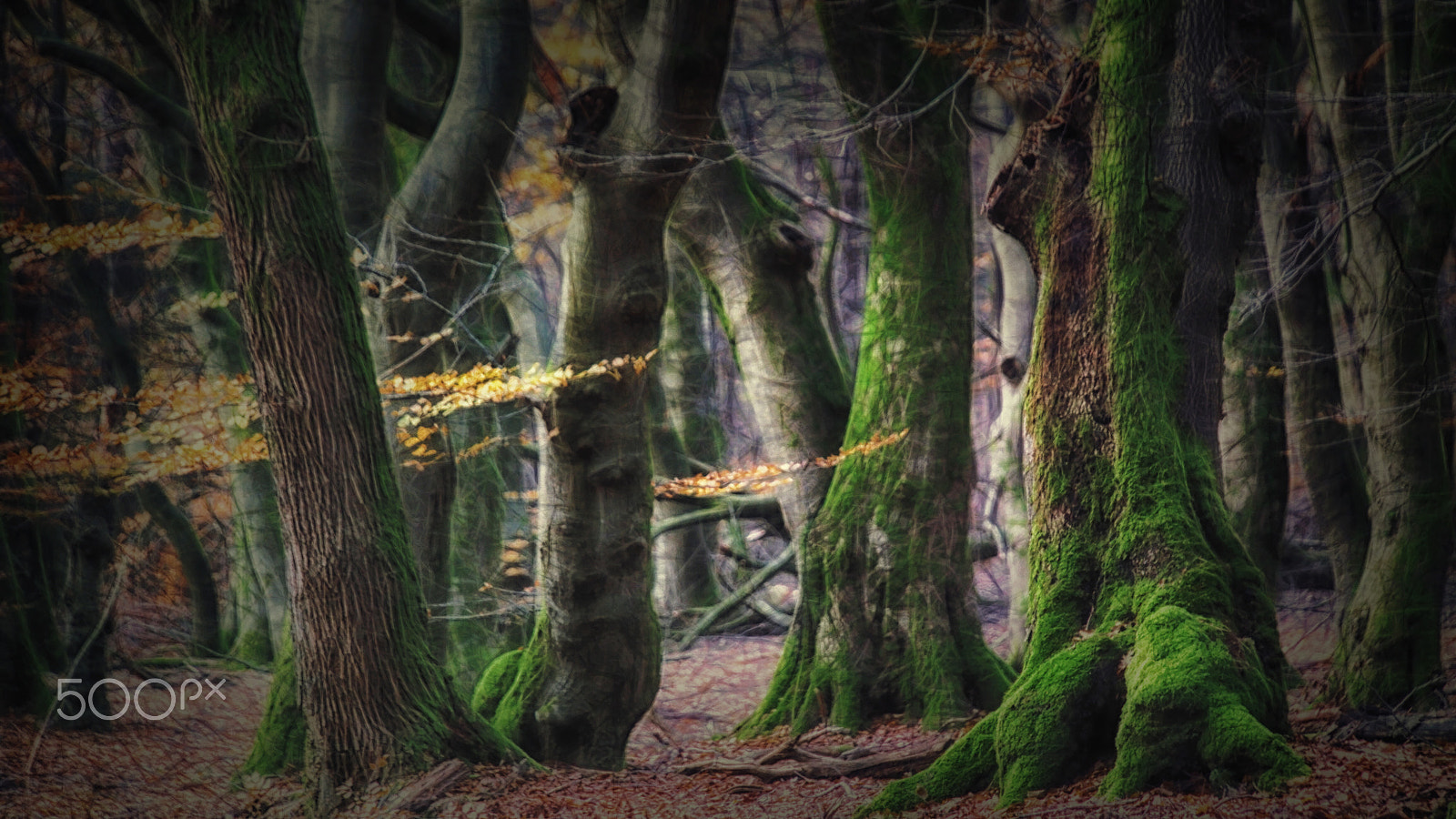 Samsung NX1 sample photo. Dream forest photography