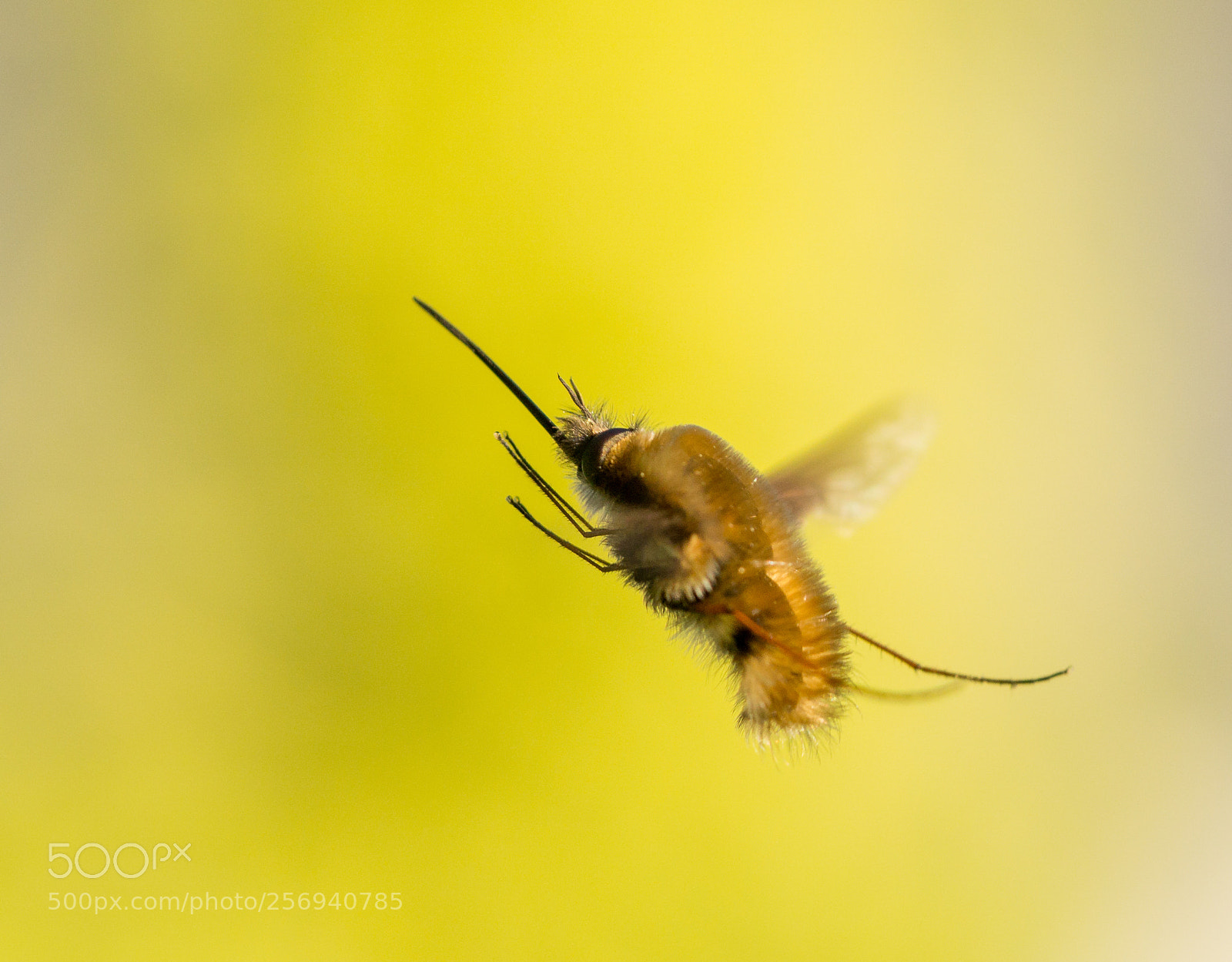 Sony a6000 sample photo. Bombyliidae - bee fly photography