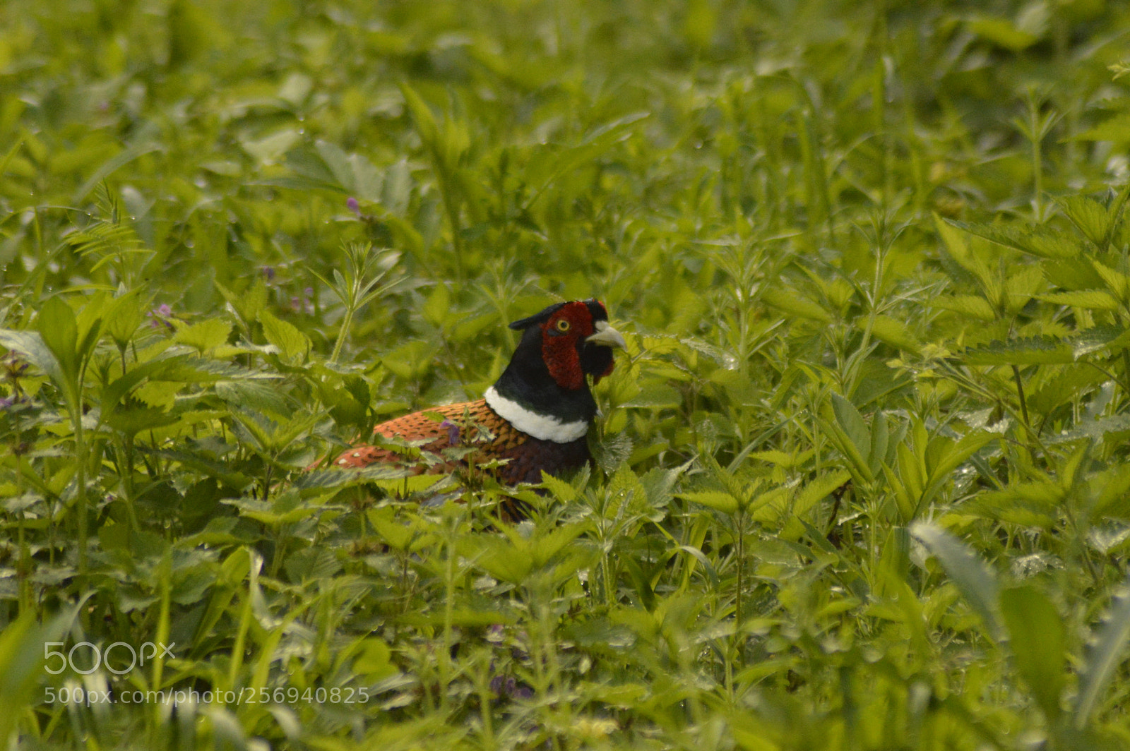 Nikon D3200 sample photo. Pheasant photography