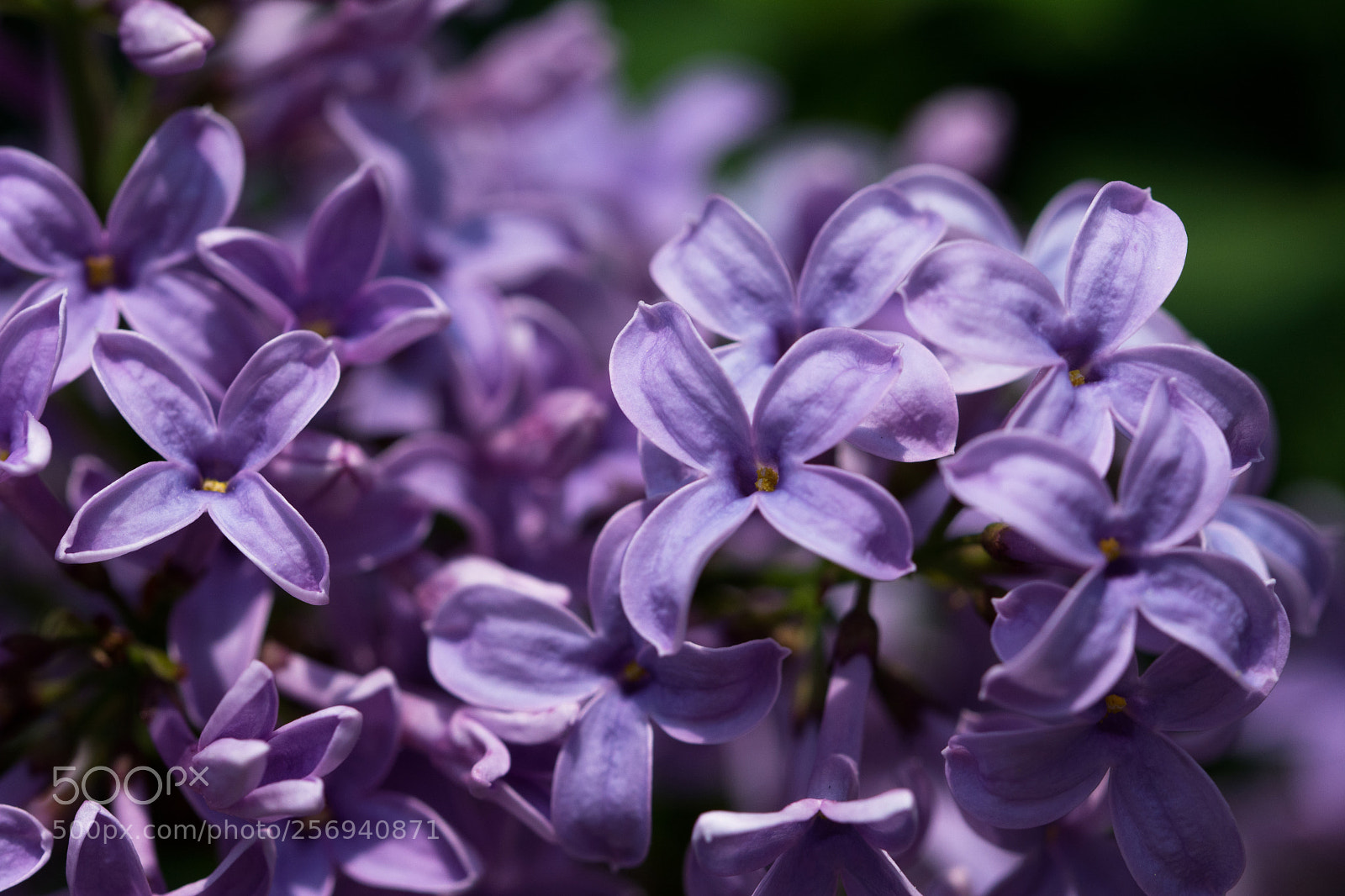 Nikon D7100 sample photo. Flieder photography