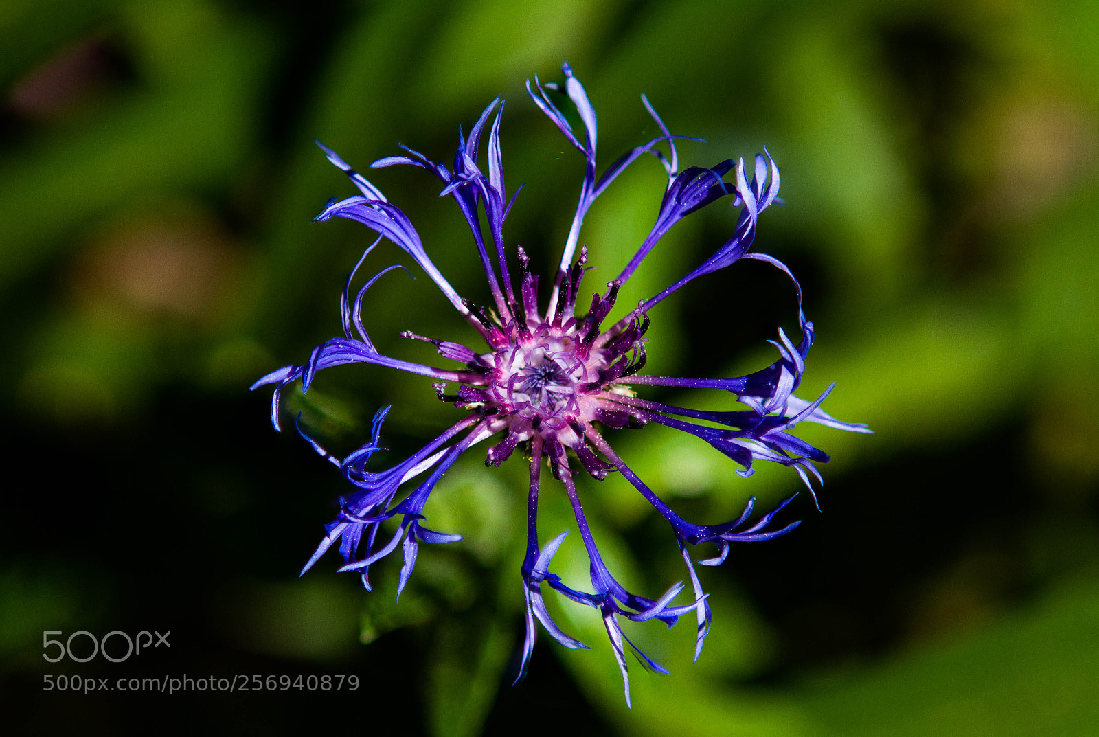 Canon EOS 7D sample photo. Purple flower photography