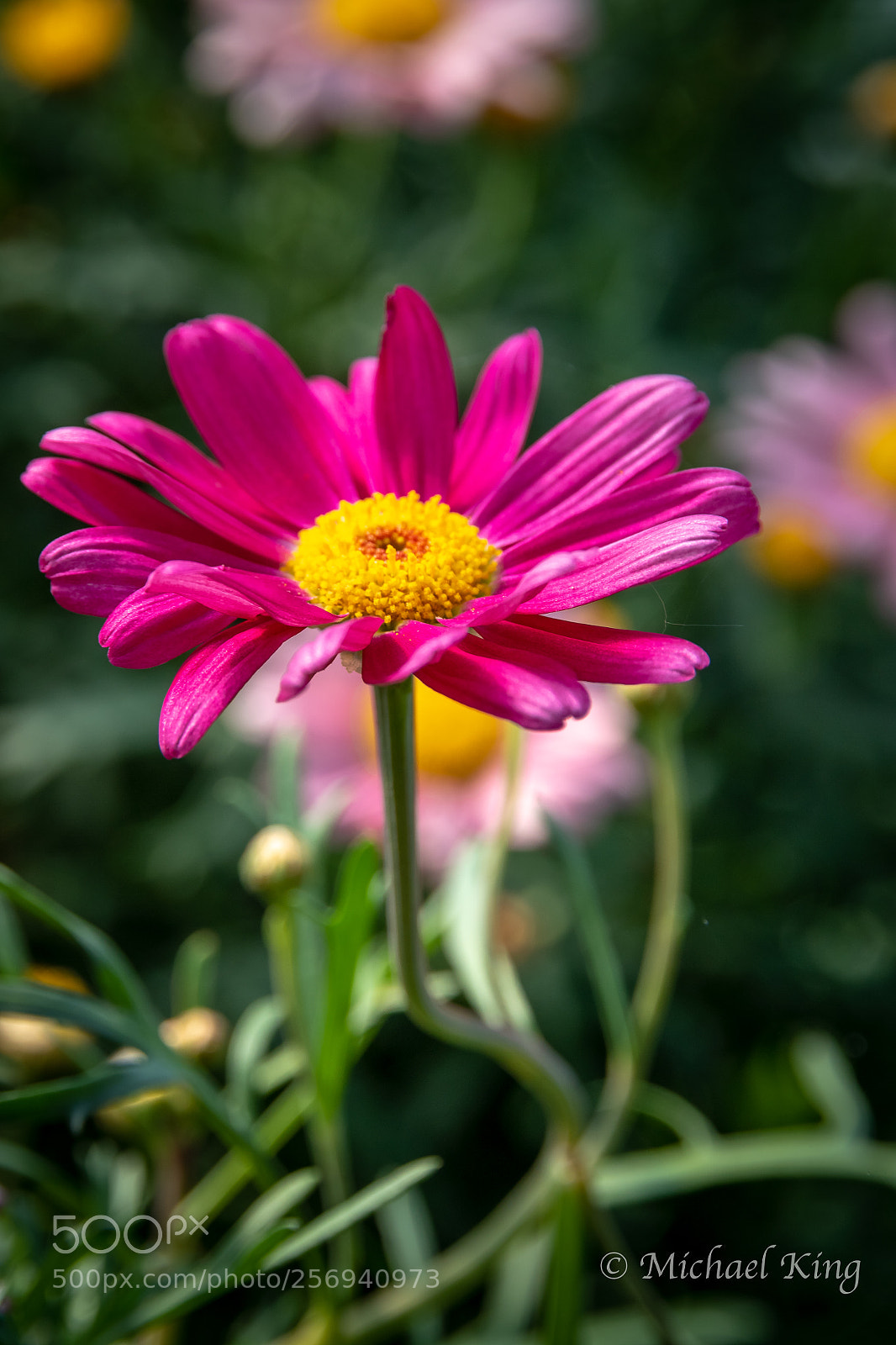 Canon EOS 7D Mark II sample photo. Magenta bloom. photography