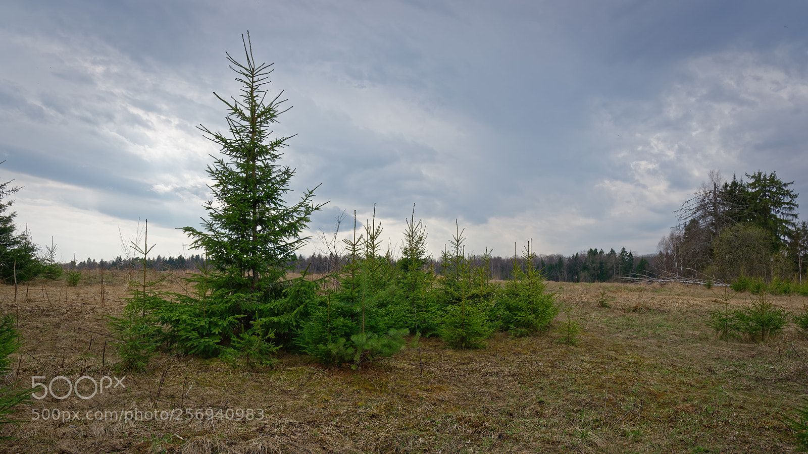 Nikon D5500 sample photo. 7231 photography