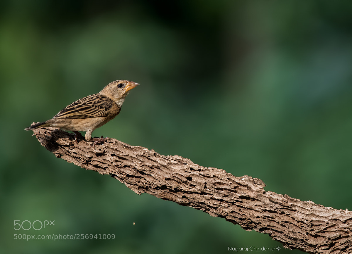Nikon D5 sample photo. Baya weaver photography