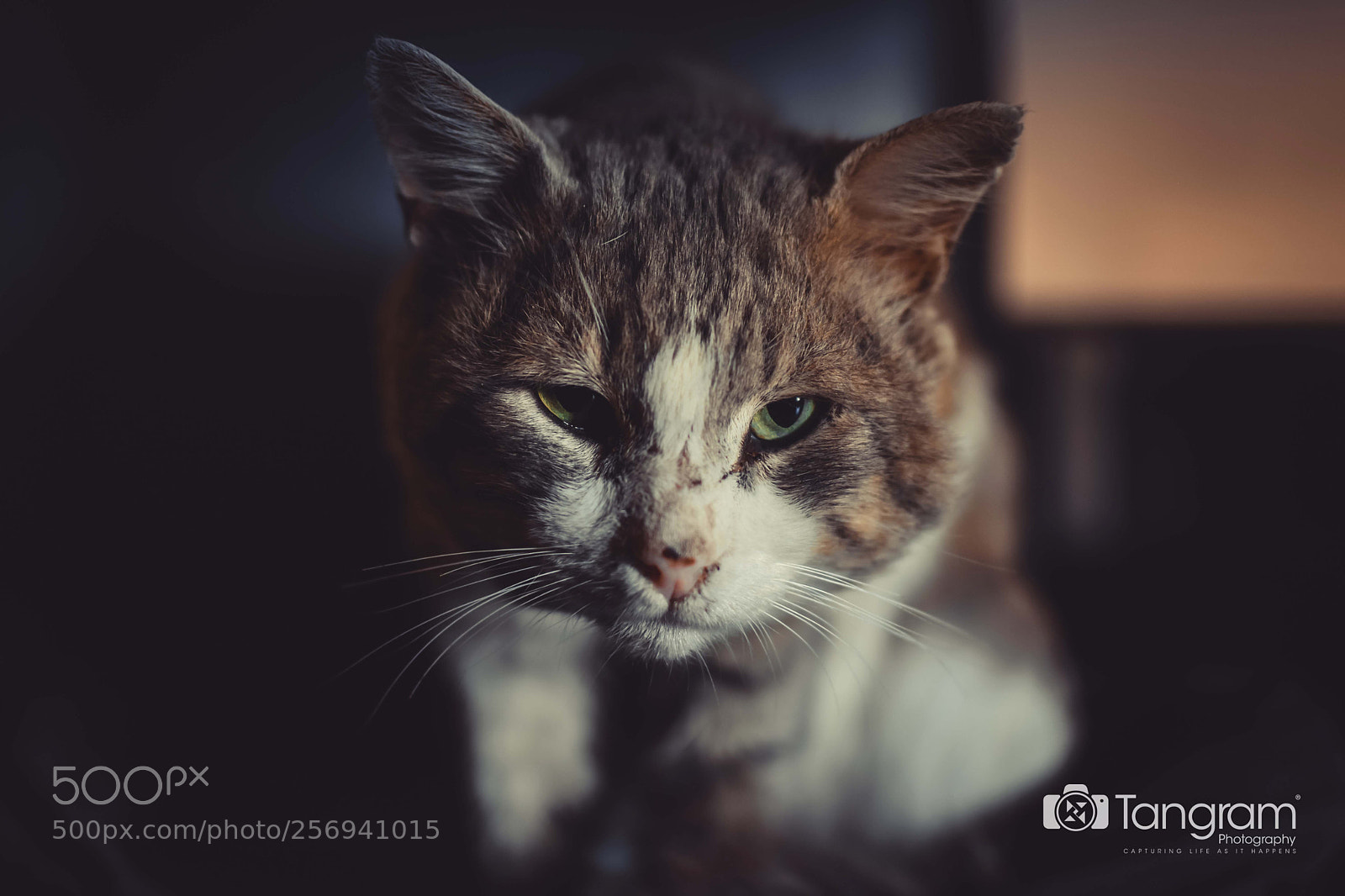 Nikon D7200 sample photo. Untitled photography