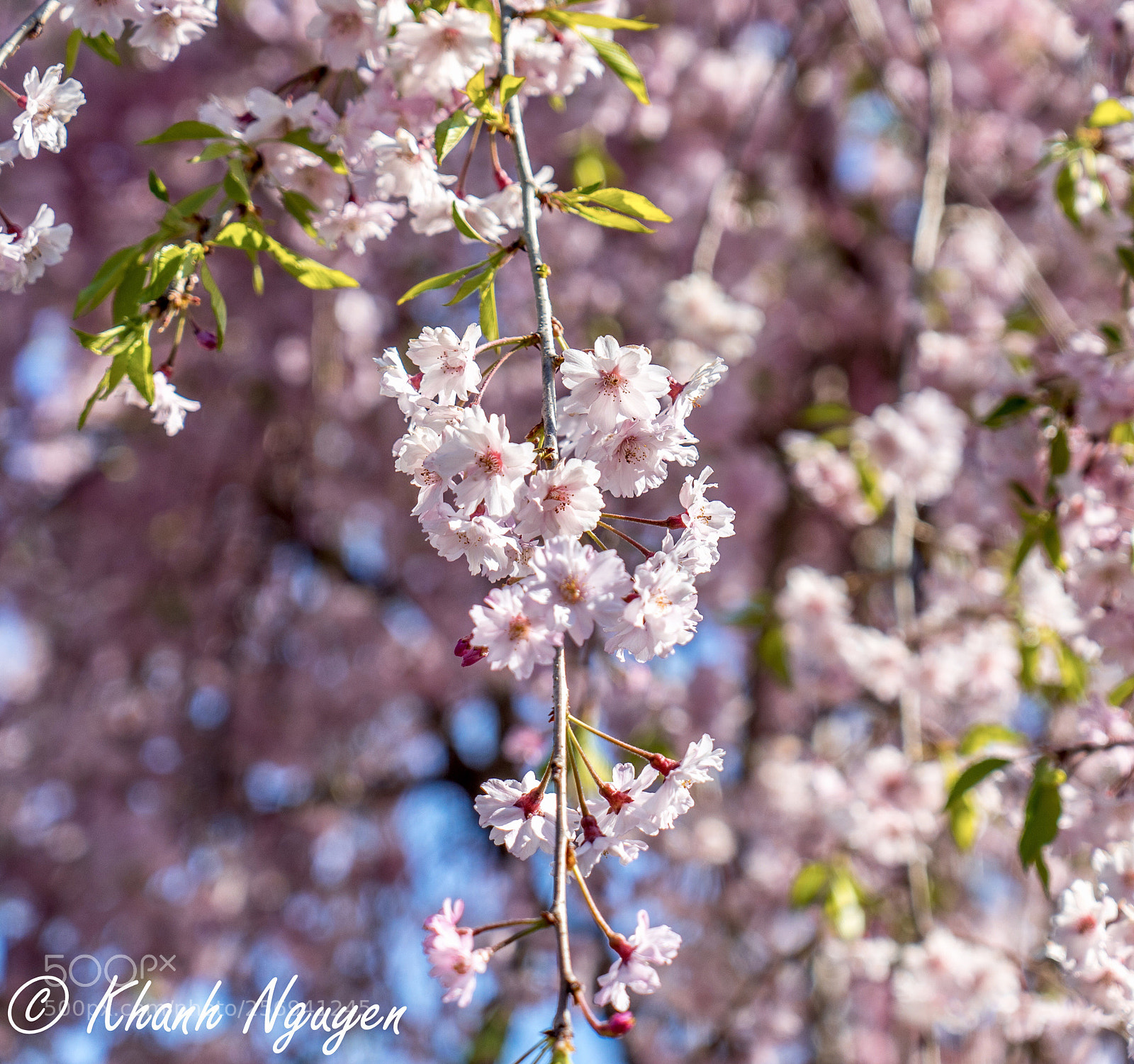 Sony a7 II sample photo. Flower photography