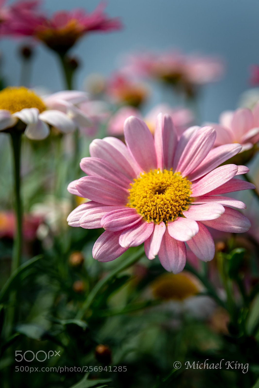 Canon EOS 7D Mark II sample photo. In the pink. photography