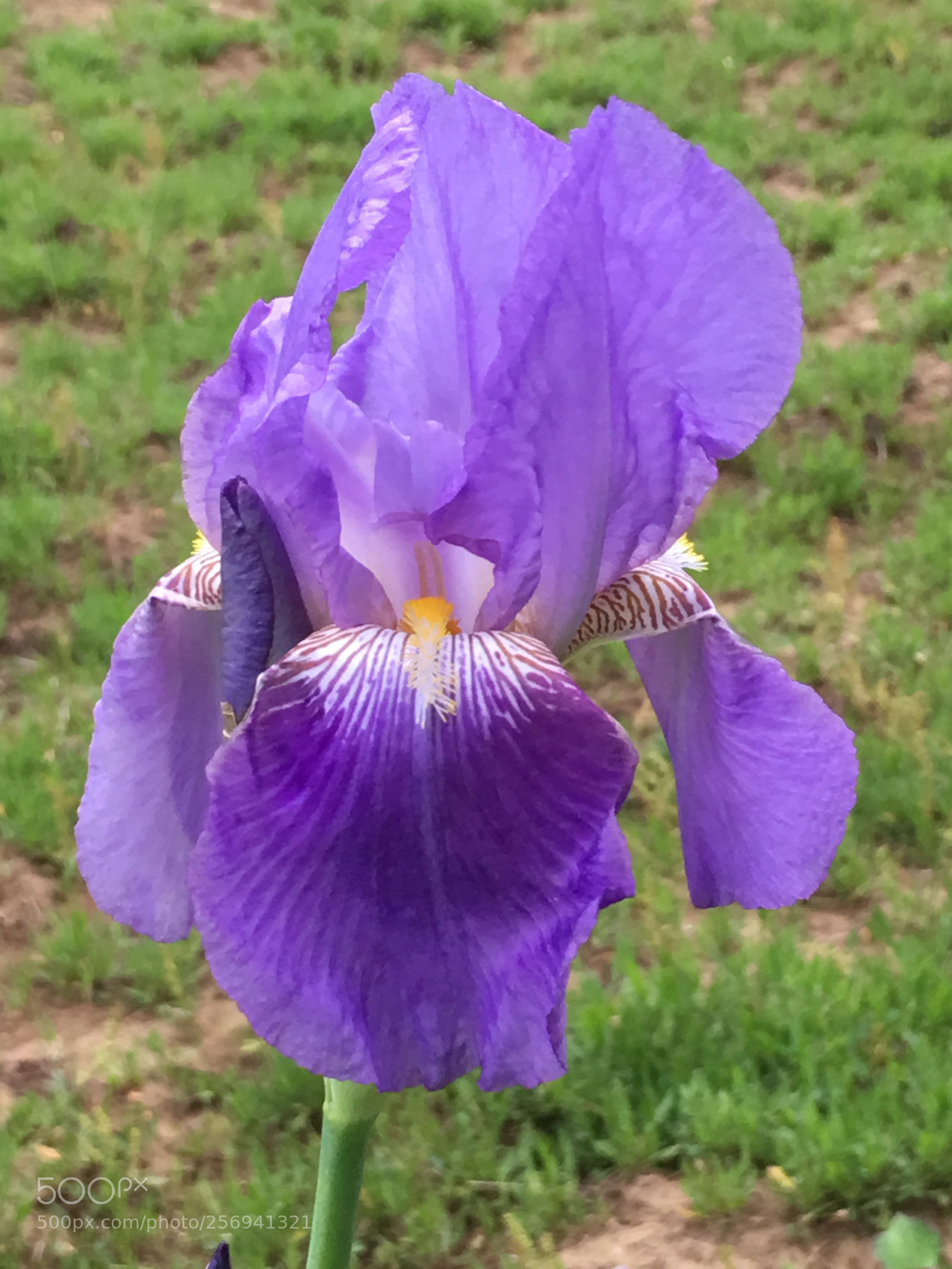 Apple iPhone 6s Plus sample photo. Spring2018 flowers photography