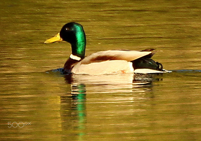 Canon EOS 700D (EOS Rebel T5i / EOS Kiss X7i) + Canon EF 70-300mm F4.5-5.6 DO IS USM sample photo. The mallard <nd sunset. photography