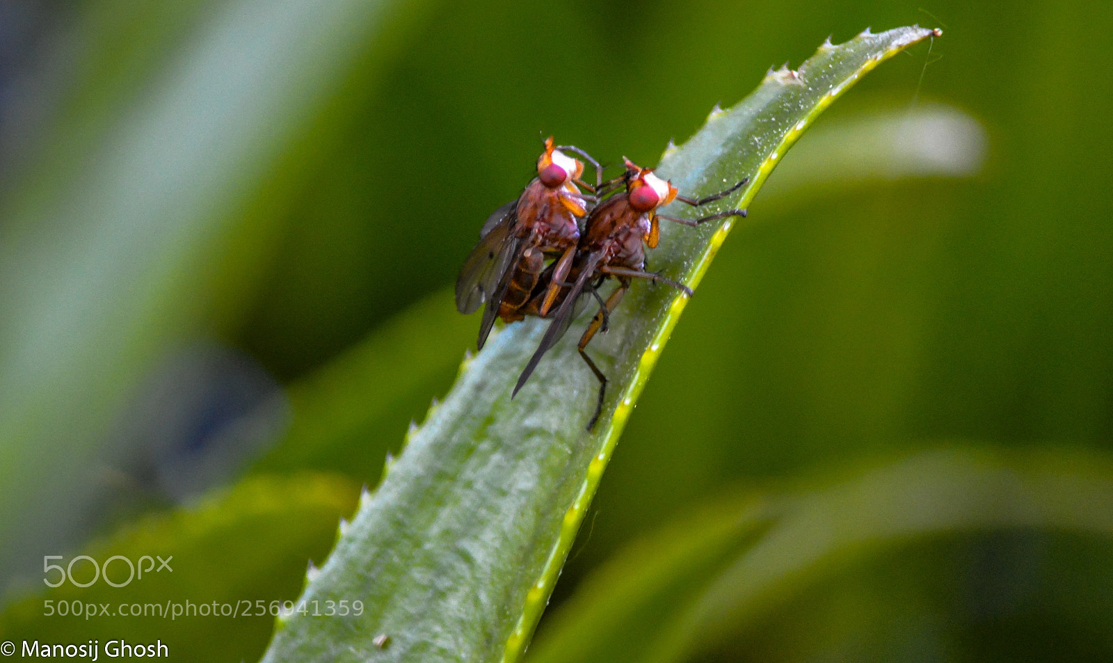 Nikon D5200 sample photo. Beginning photography