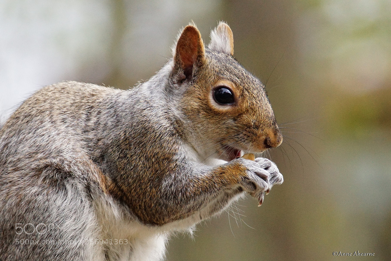 Sony ILCA-77M2 sample photo. Eastern gray squirrel close-up photography