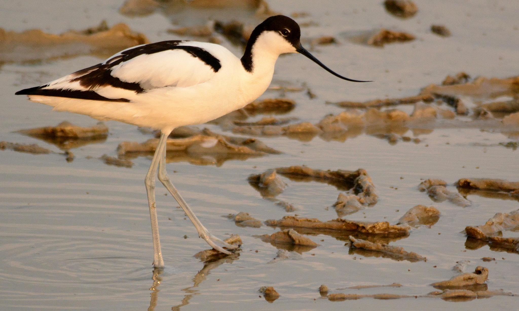 Sigma 150-500mm F5-6.3 DG OS HSM sample photo. Pied avocet photography