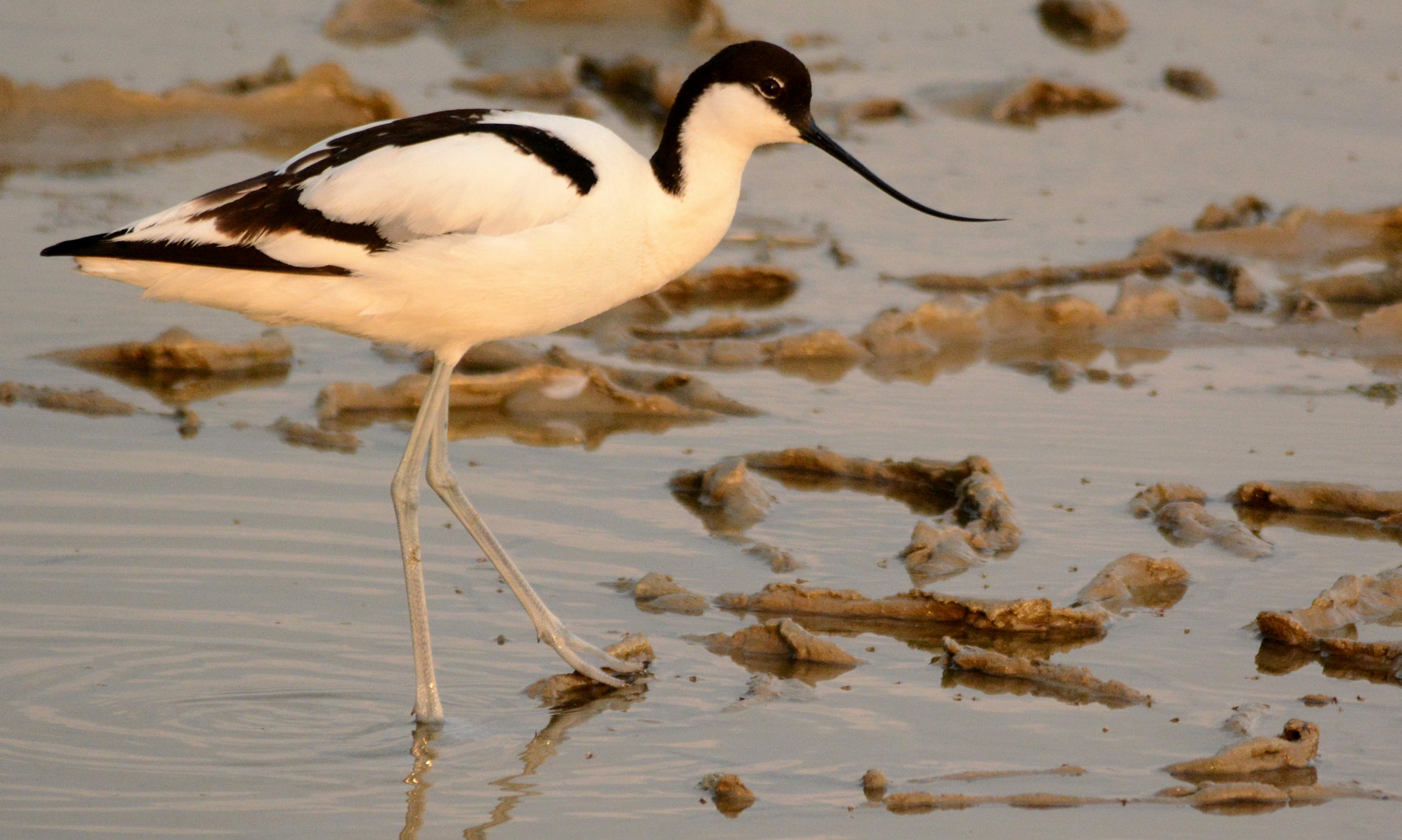 Nikon D7100 + Sigma 150-500mm F5-6.3 DG OS HSM sample photo. Pied avocet photography