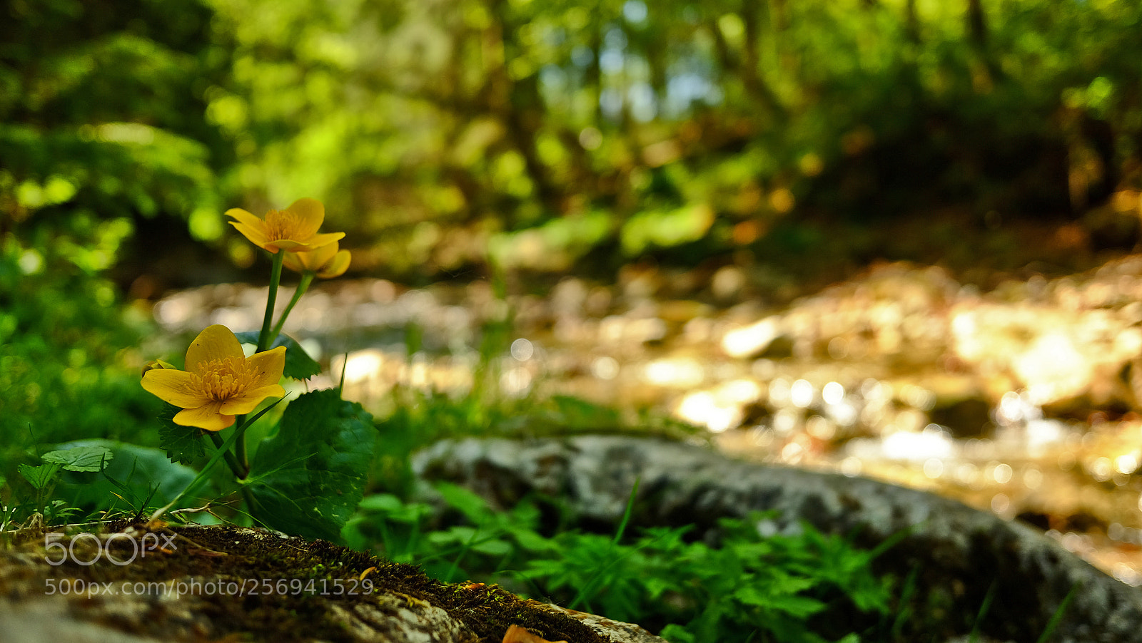 Fujifilm X70 sample photo. Yellow photography