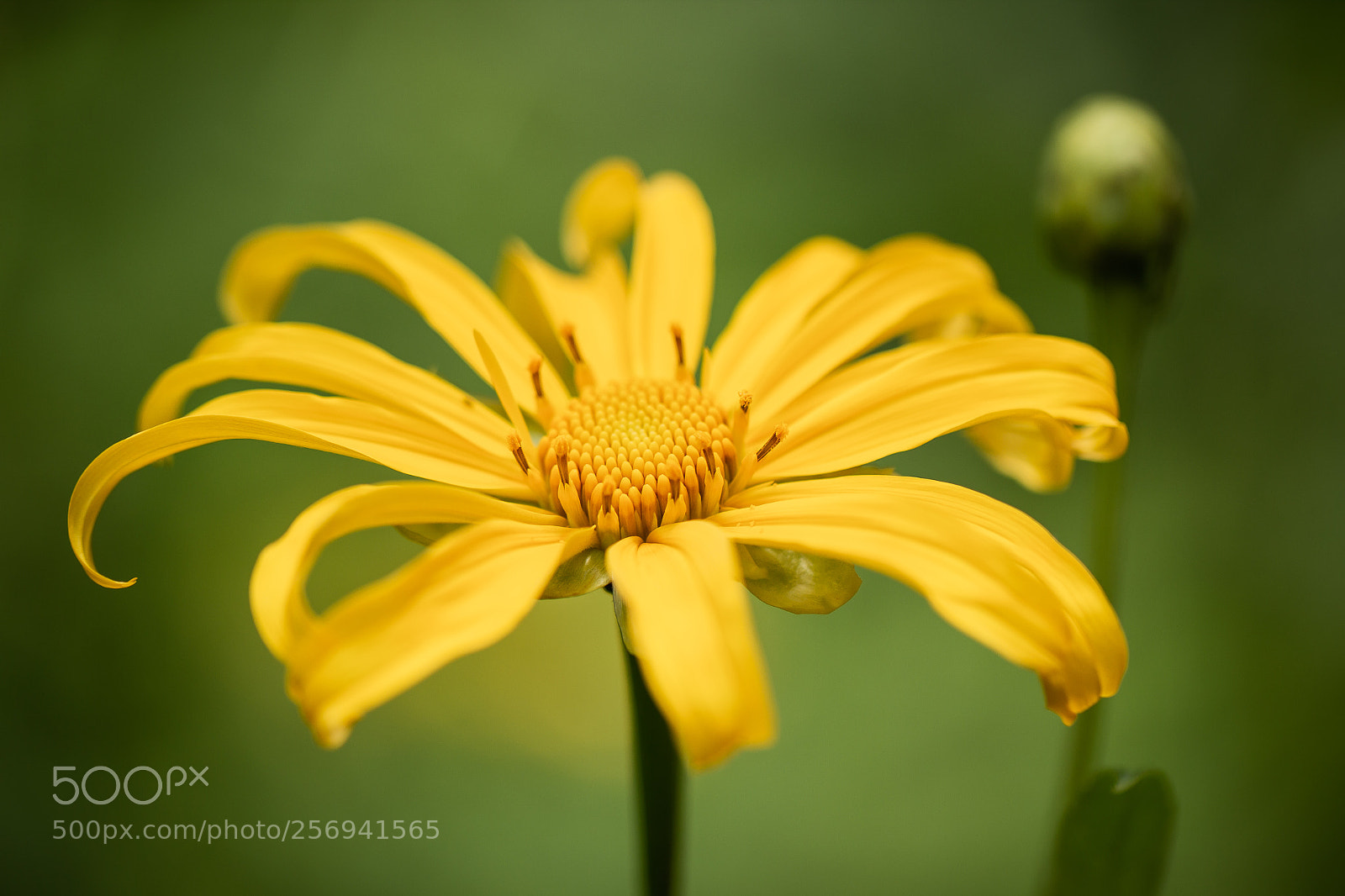 Canon EOS 550D (EOS Rebel T2i / EOS Kiss X4) sample photo. Blossomed ... photography