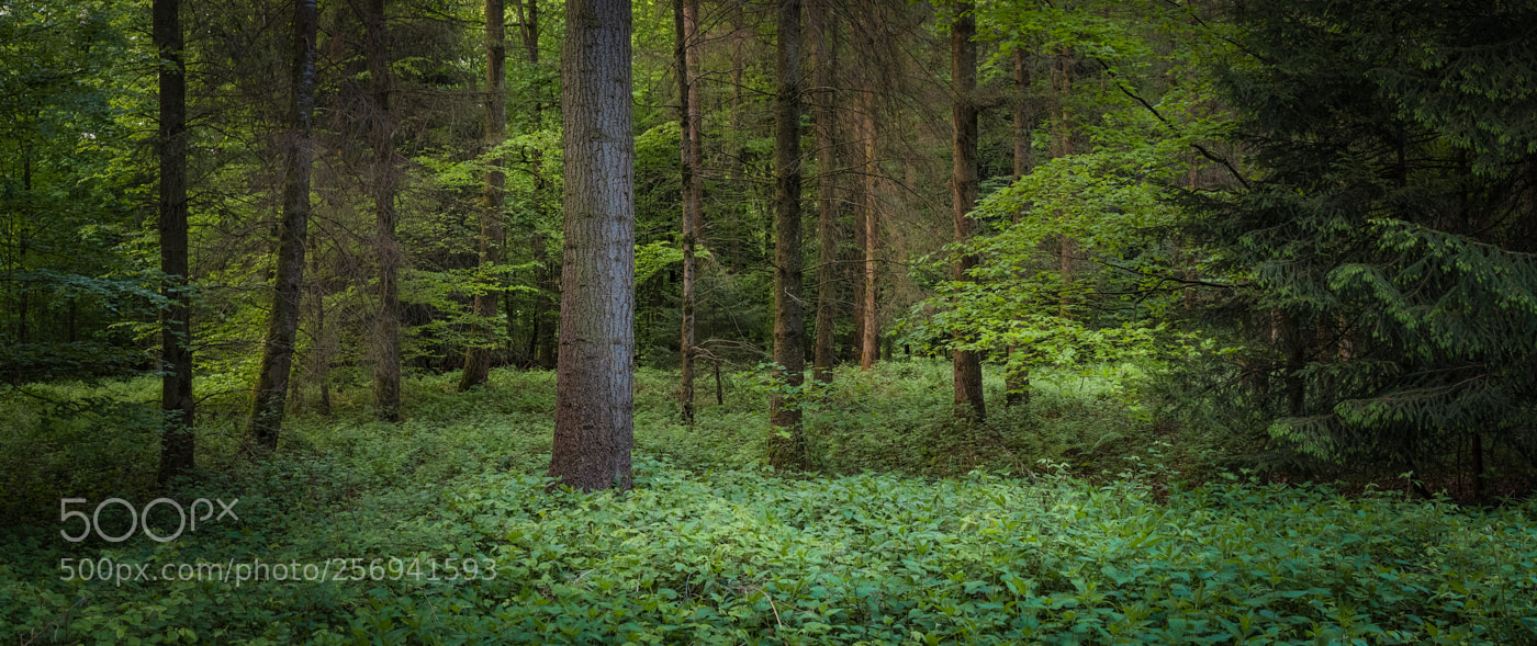 Nikon D500 sample photo. Green harmony photography