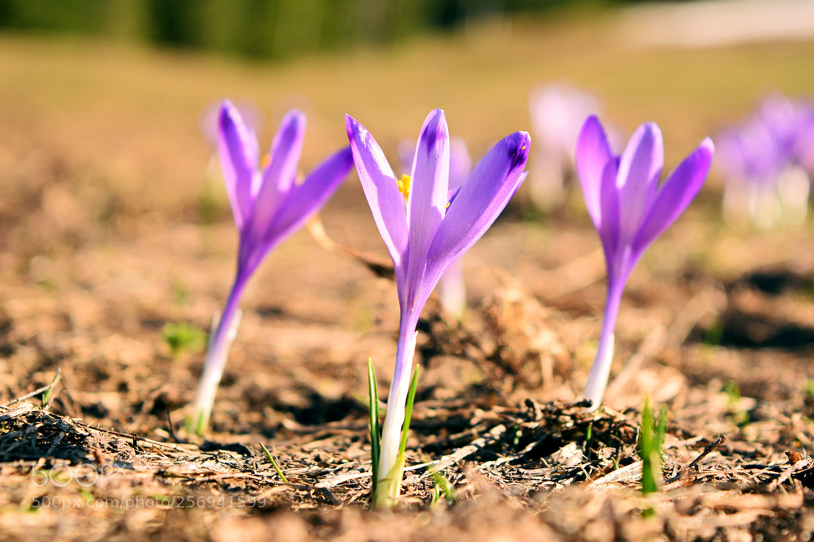 Nikon D3300 sample photo. Beauty underfoot photography