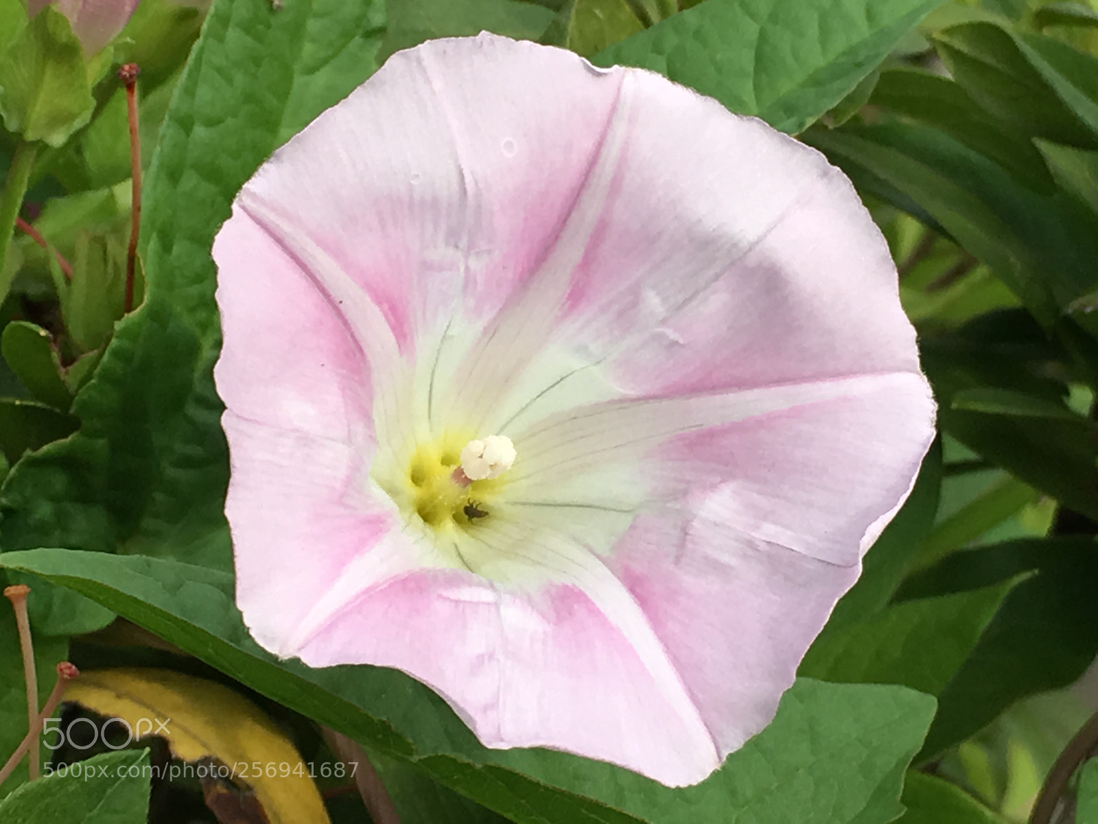 Apple iPhone 6s Plus sample photo. Spring2018 flowers photography