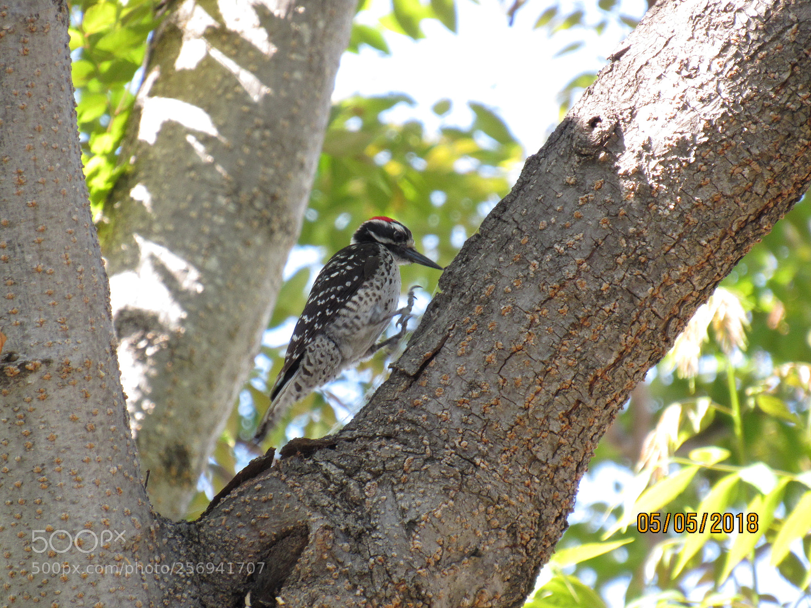 Canon PowerShot SX530 HS sample photo. Morning woodpecker photography