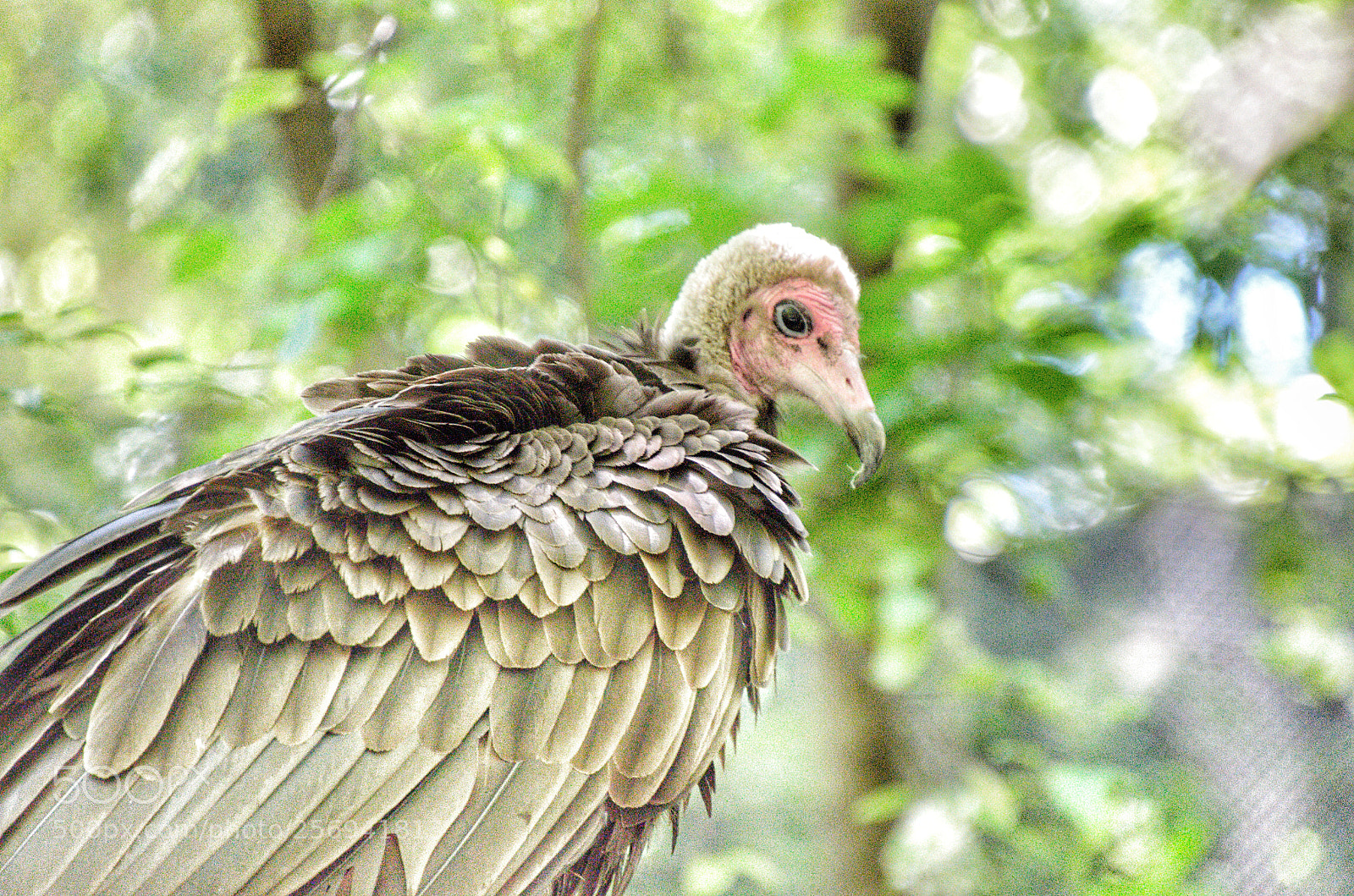 Nikon D5100 sample photo. Hooded vulture photography