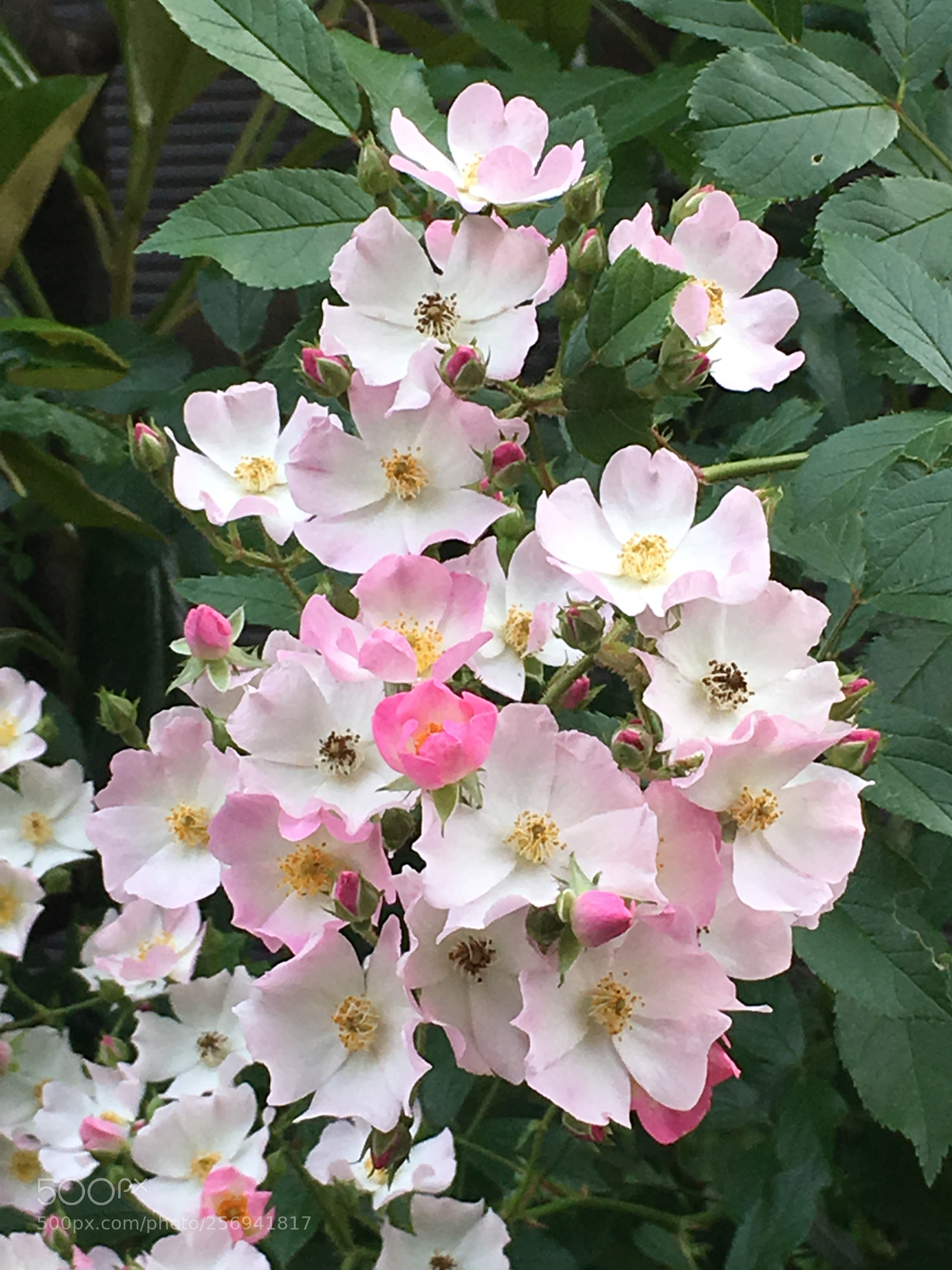 Apple iPhone 6s Plus sample photo. Spring2018 flowers photography