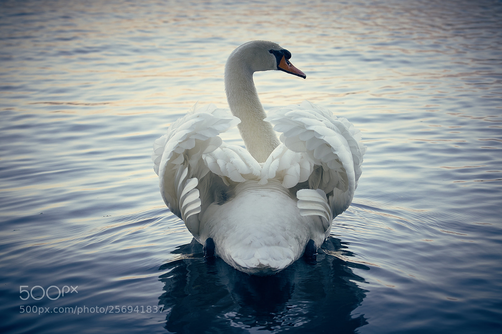 Sony a7R II sample photo. Alster swan photography